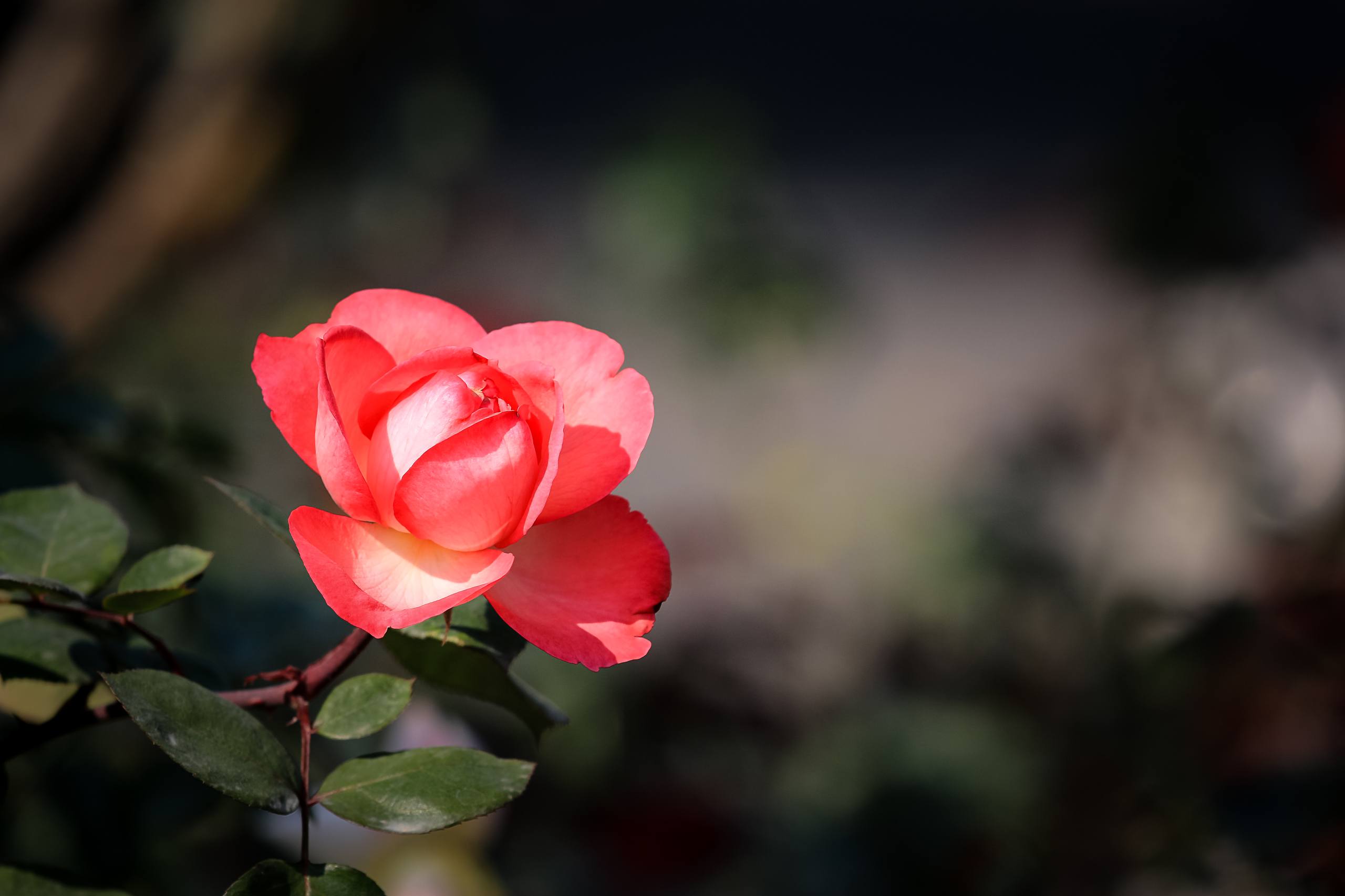 花朵暗纹壁纸女生图片壁纸预览