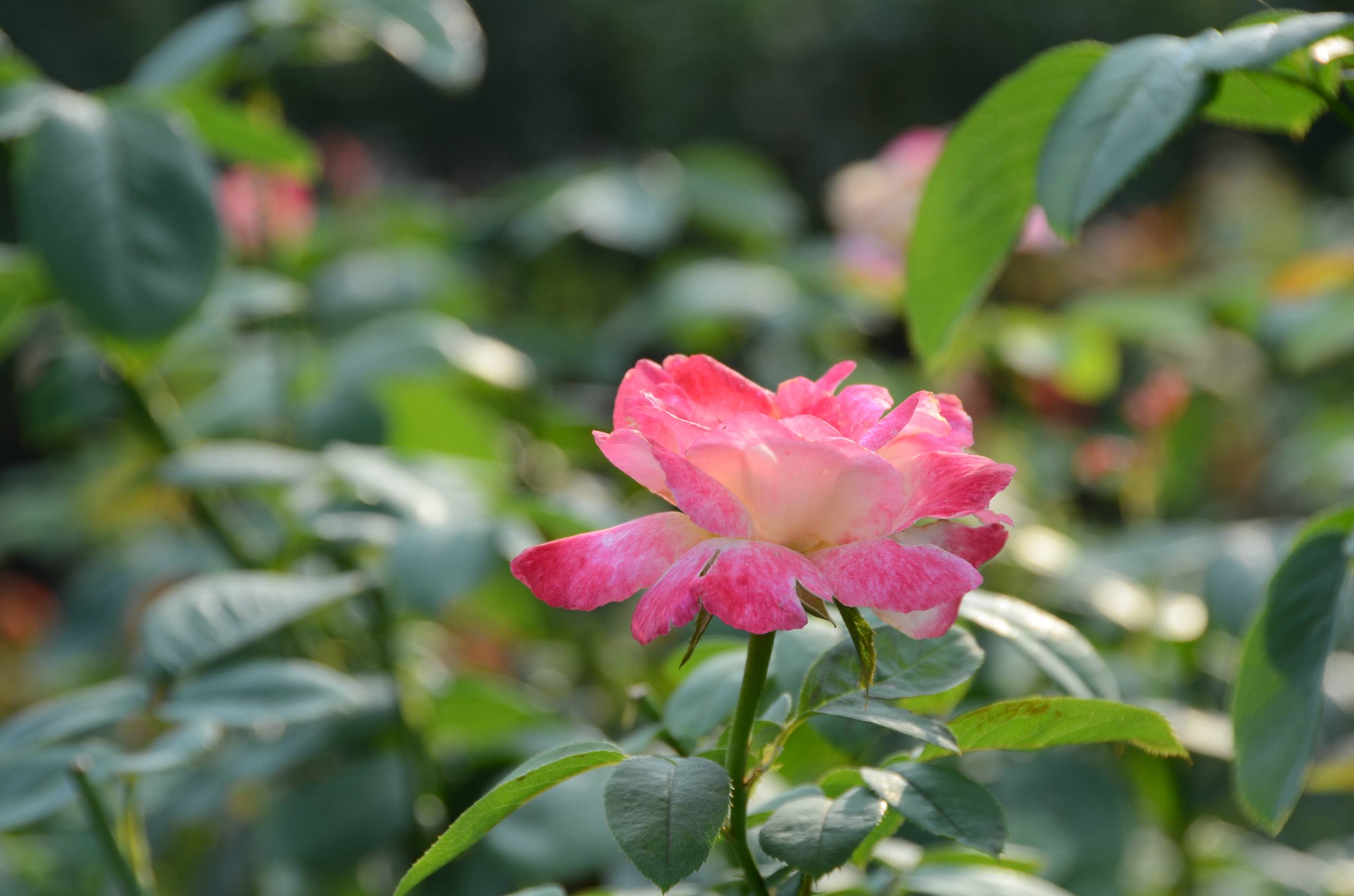 花朵暗纹壁纸高级版壁纸预览