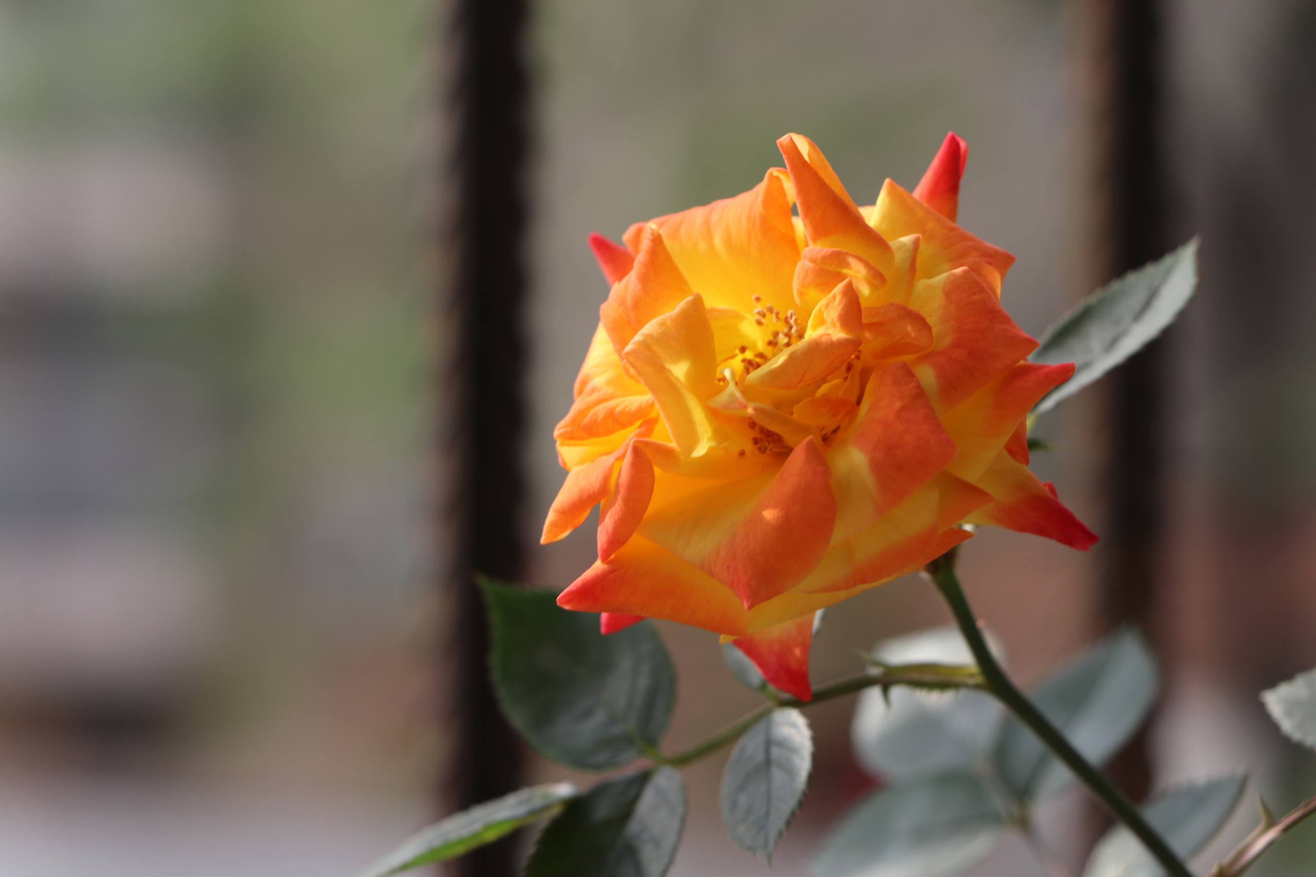 花朵最火超模写真壁纸壁纸预览