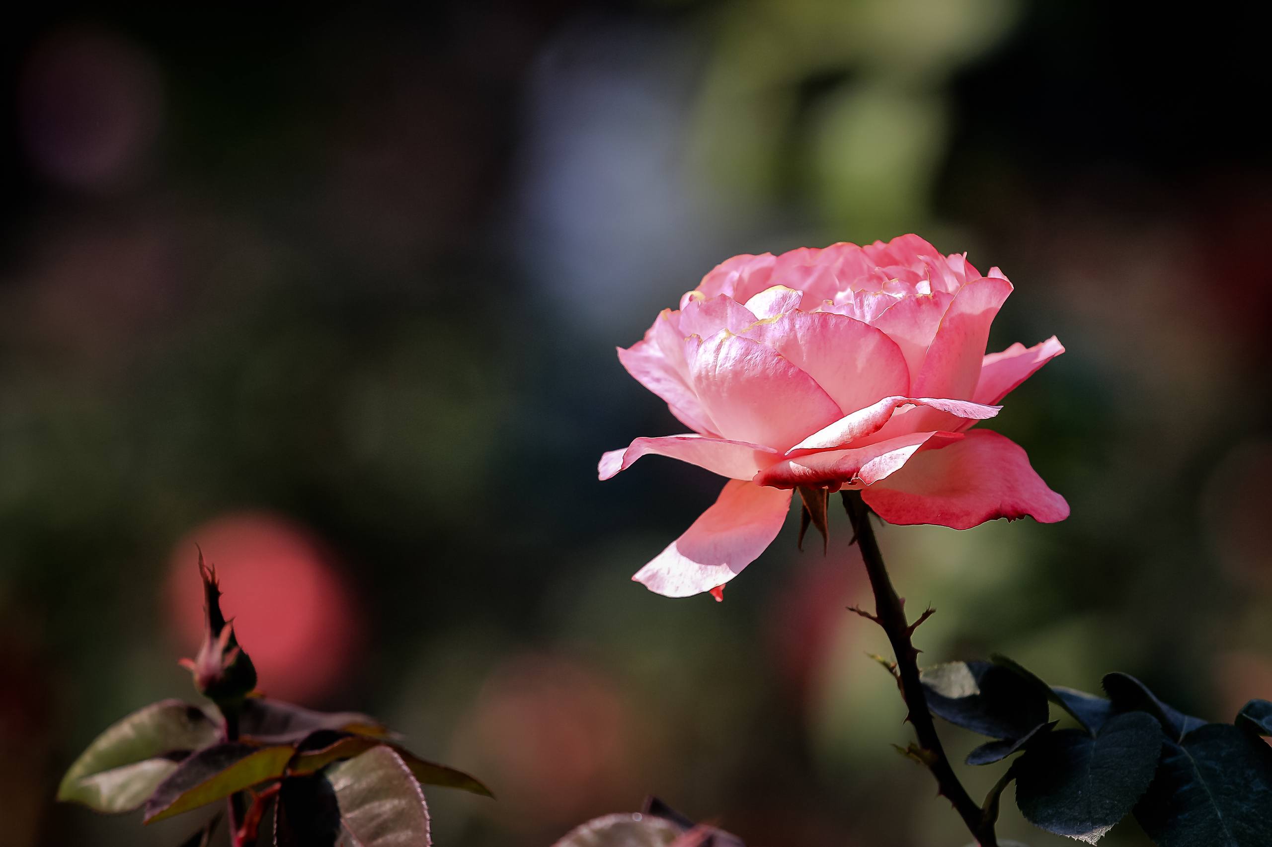 花朵服装手绘高清壁纸壁纸预览