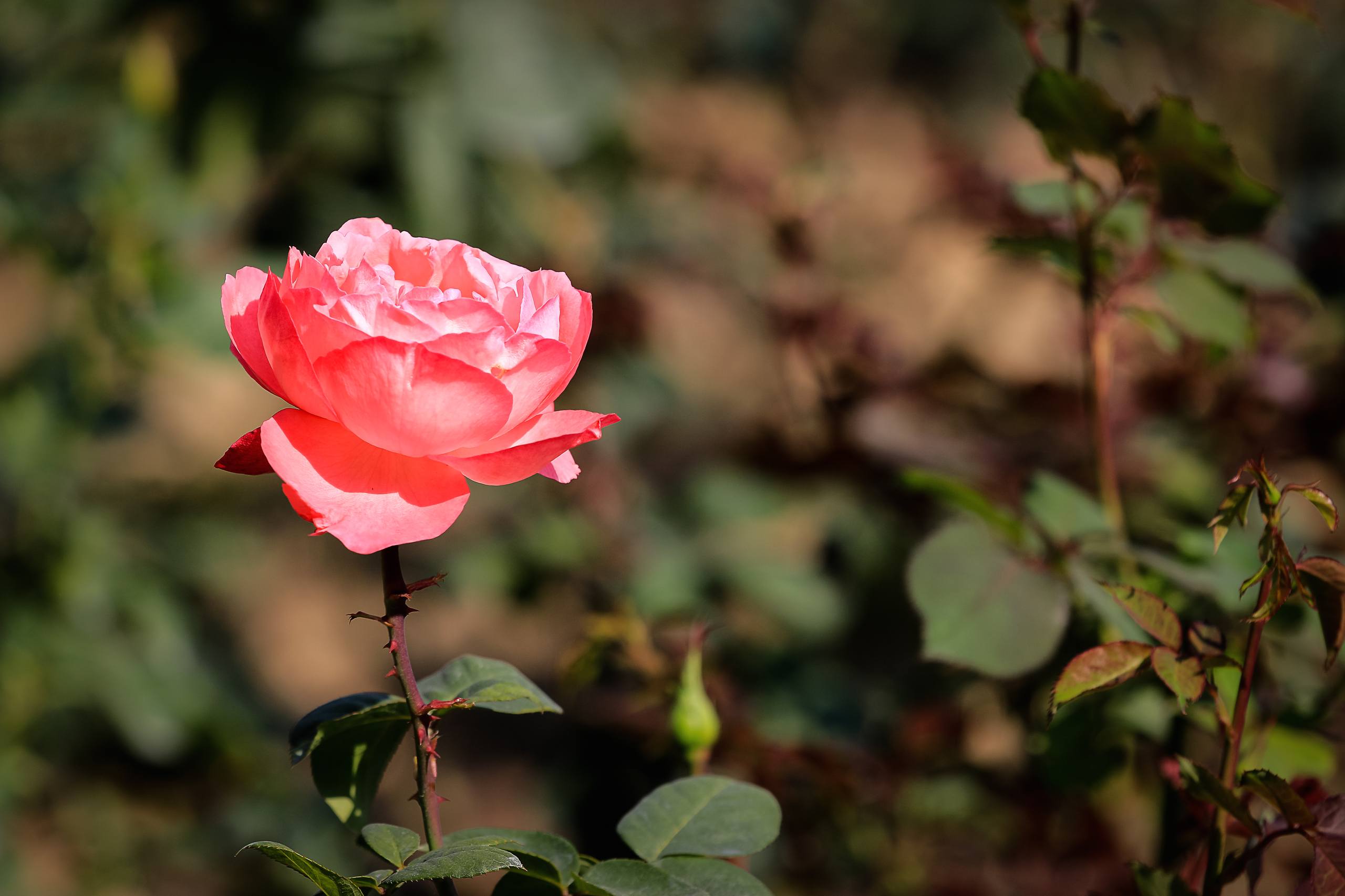 花朵桌面壁纸下载壁纸预览