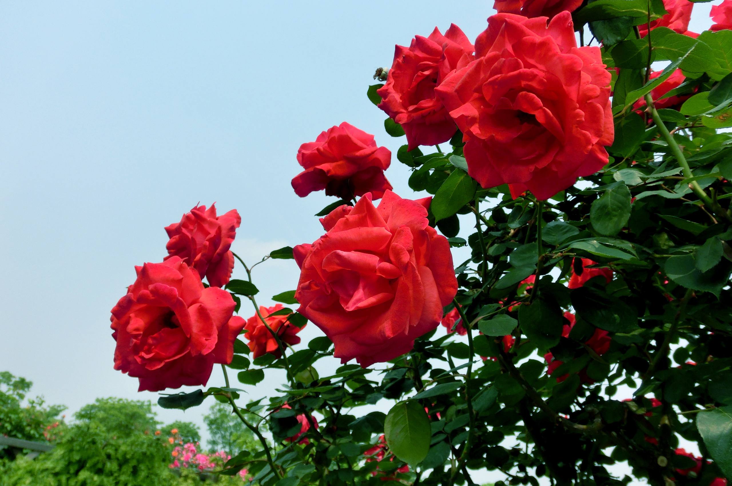 花朵桌面壁纸高清无水印壁纸预览