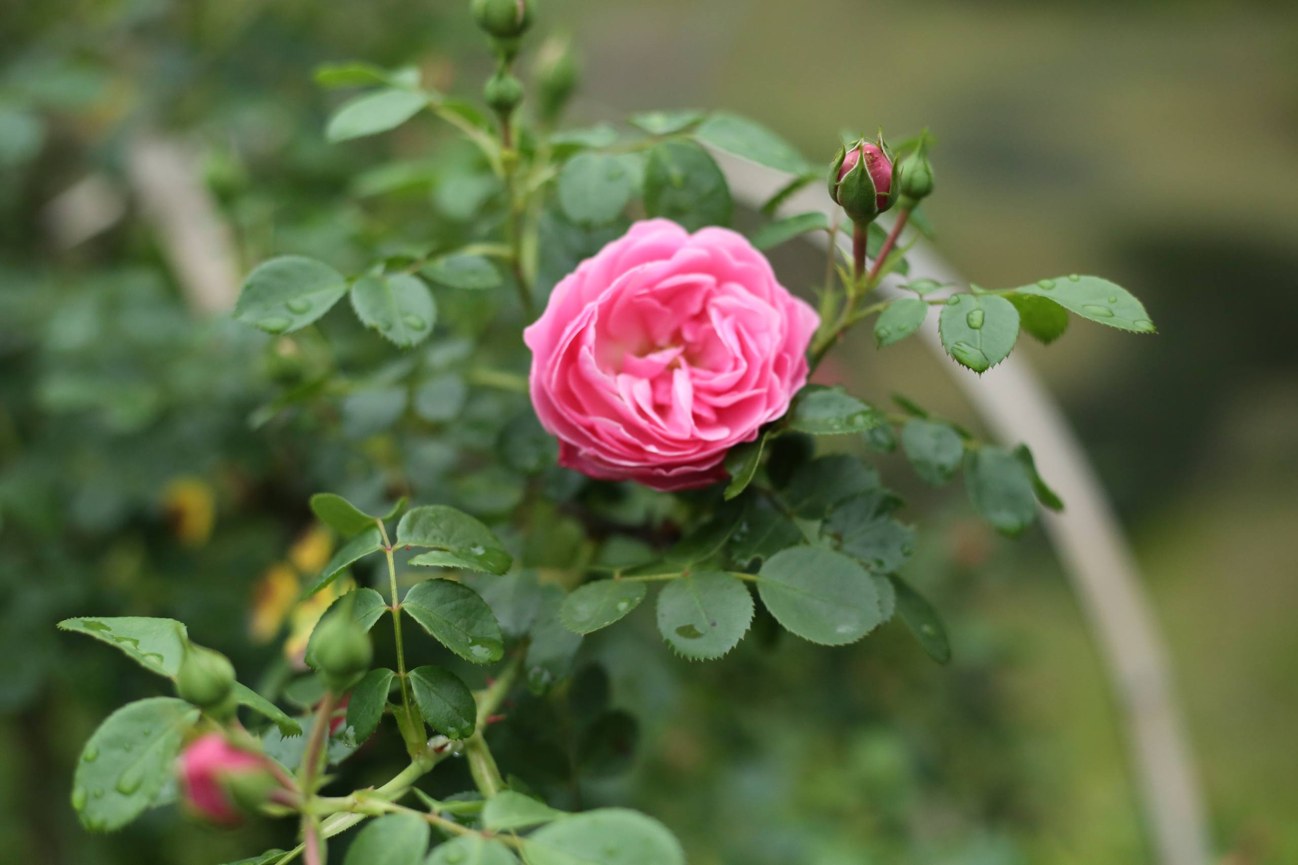 花朵水滴壁纸教程壁纸预览