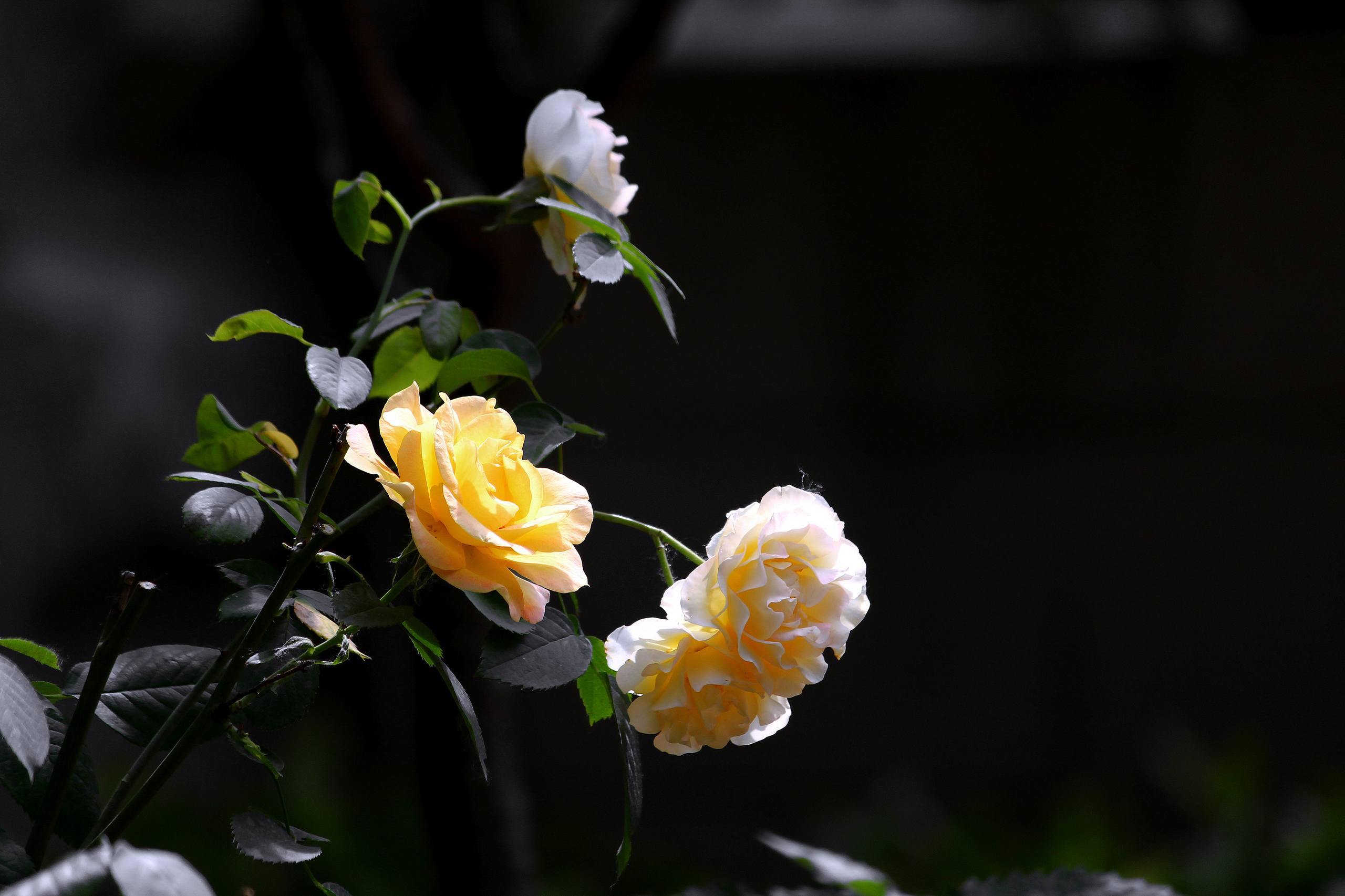 花朵油画星空壁纸高清壁纸预览