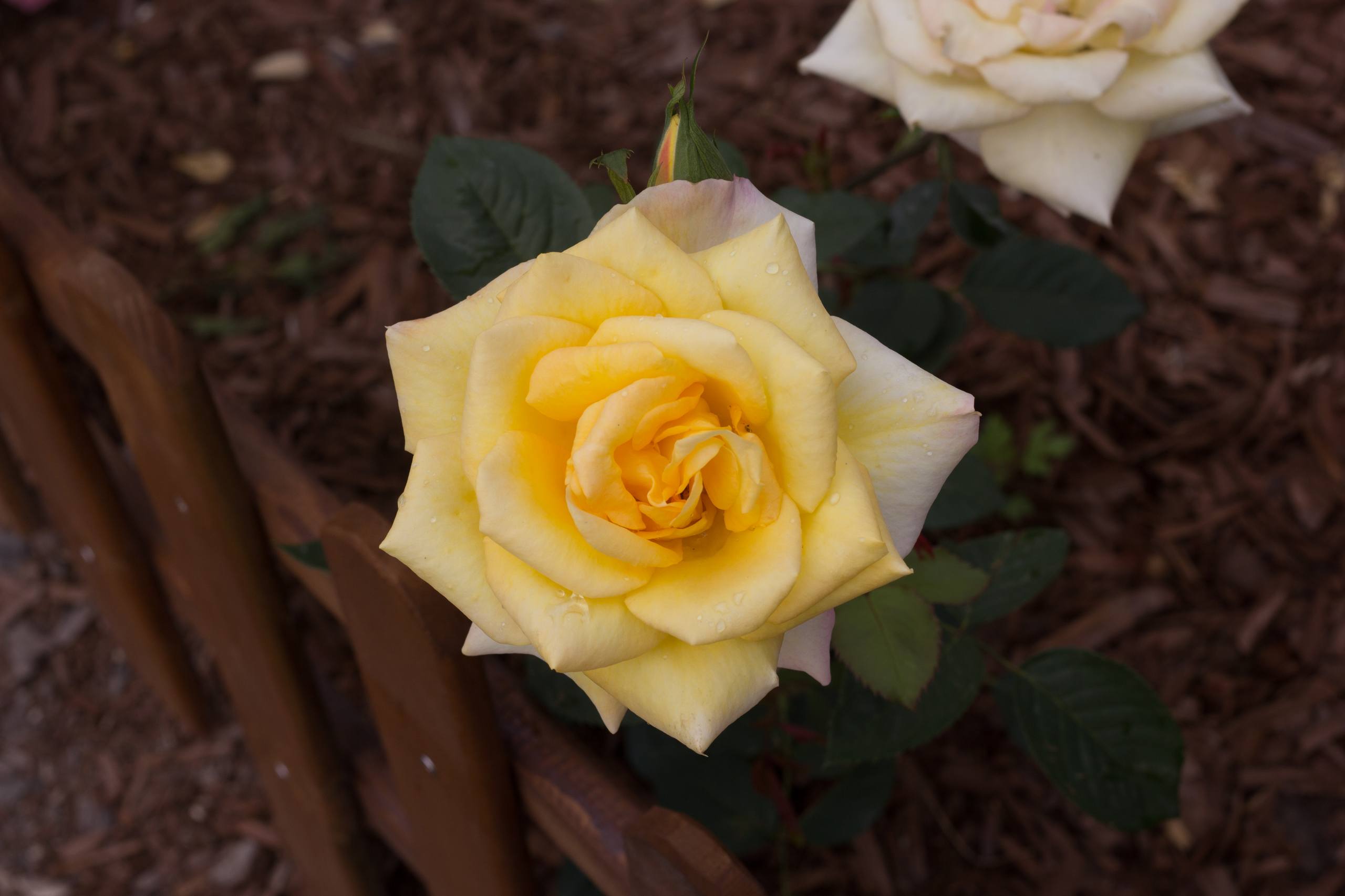 花朵浅色系壁纸壁纸预览