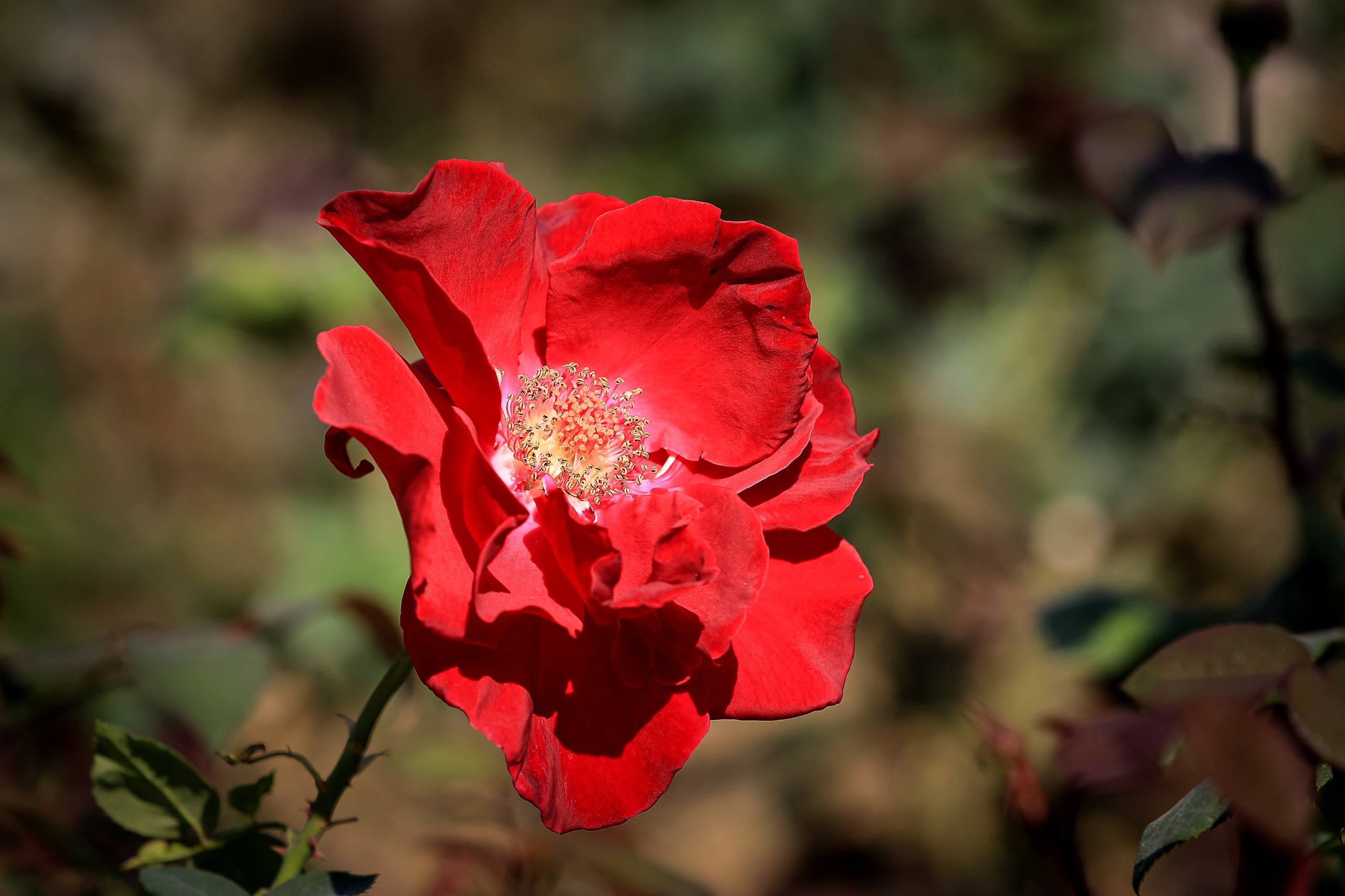 花朵清冷感壁纸壁纸预览