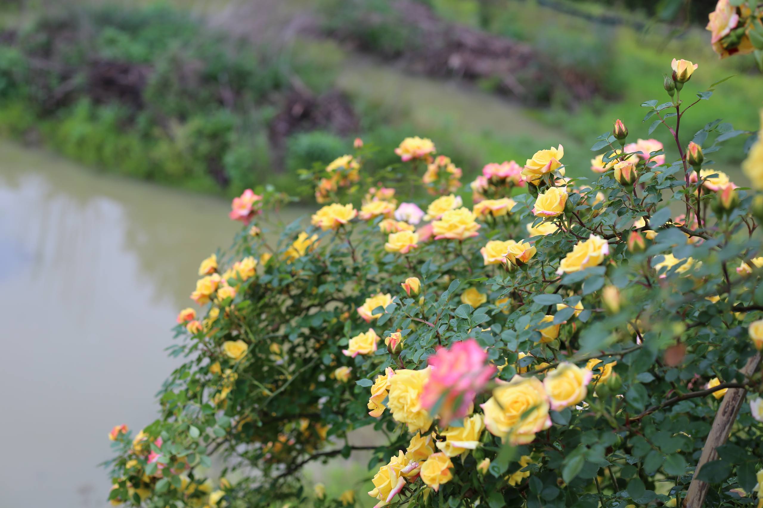 花朵漂亮壁纸壁纸预览