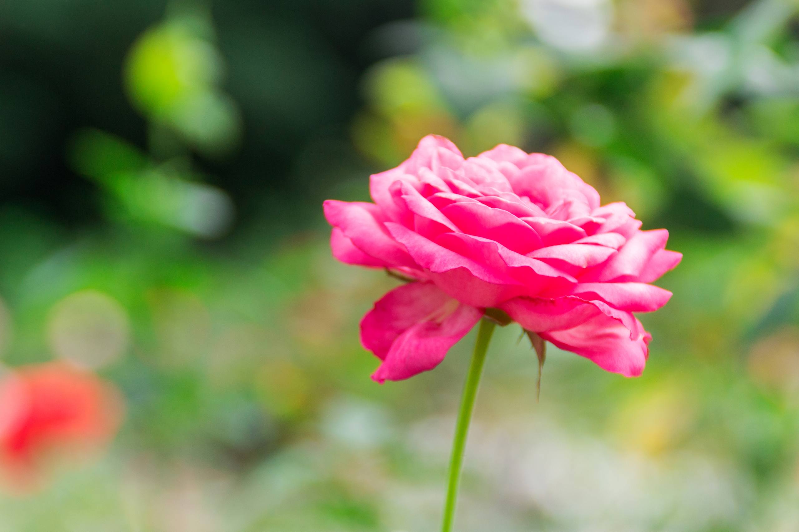 花朵照片壁纸动漫女生壁纸预览