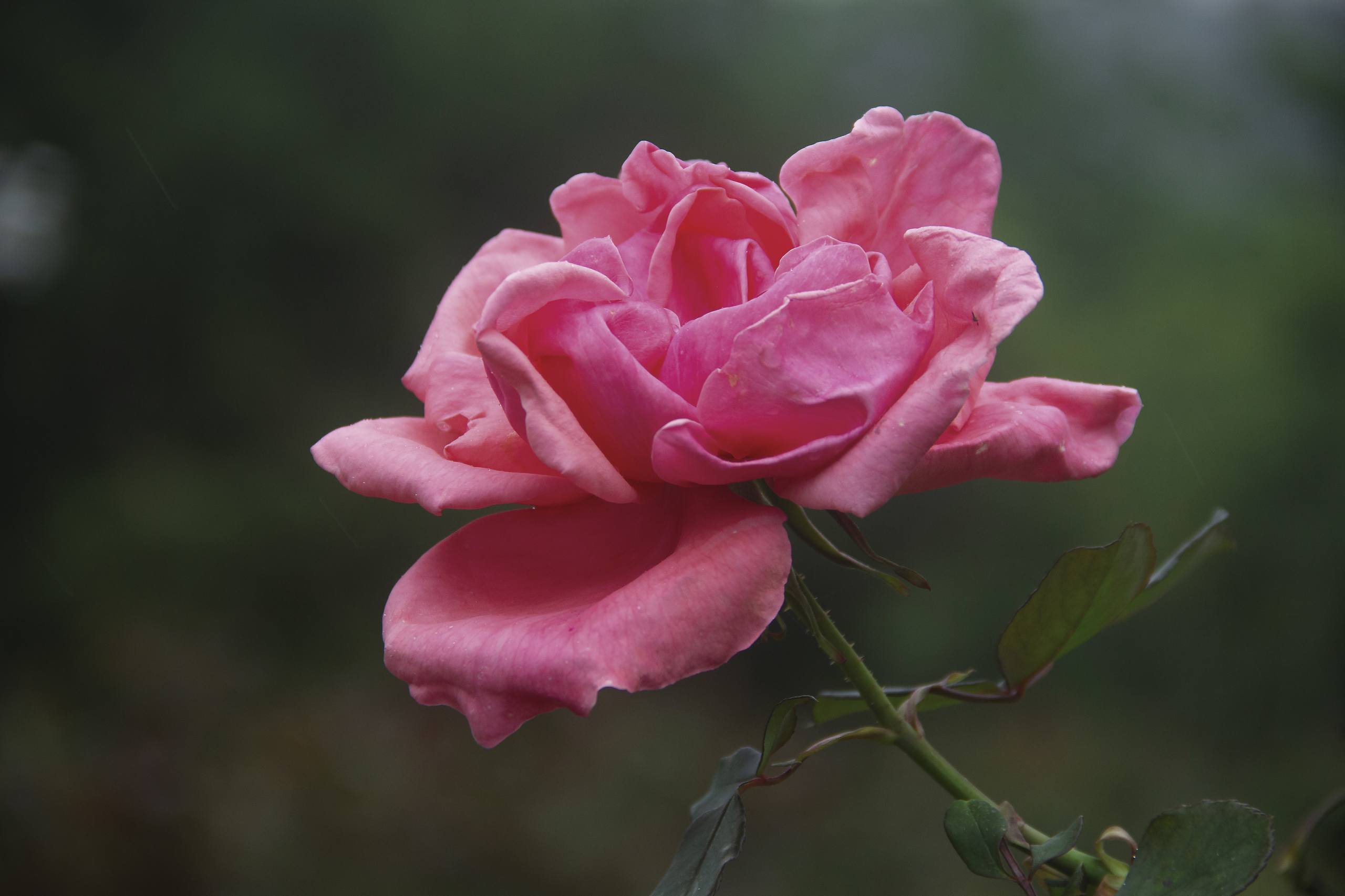 花朵特写壁纸图片大全壁纸预览