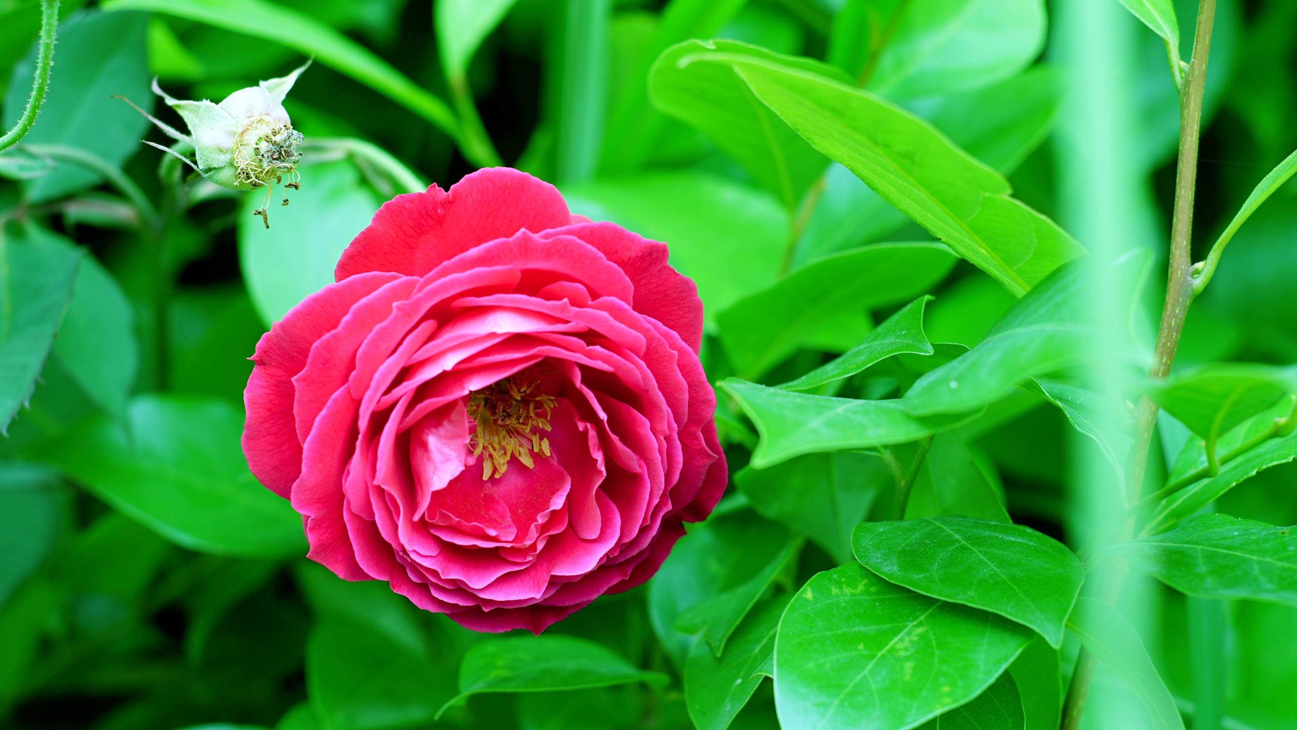 花朵电脑壁纸全屏竖屏壁纸预览