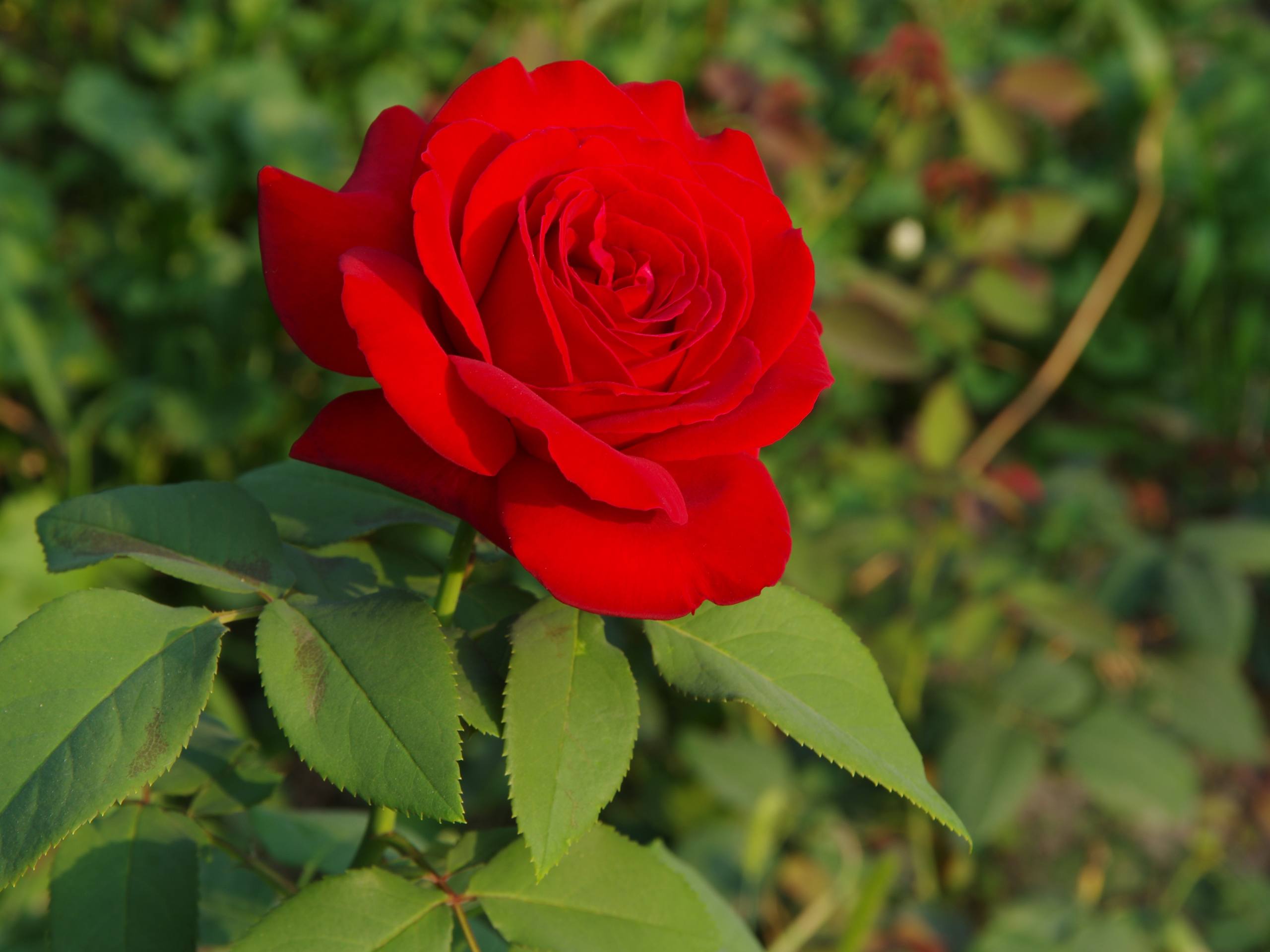 花朵的图片壁纸高清可爱壁纸预览