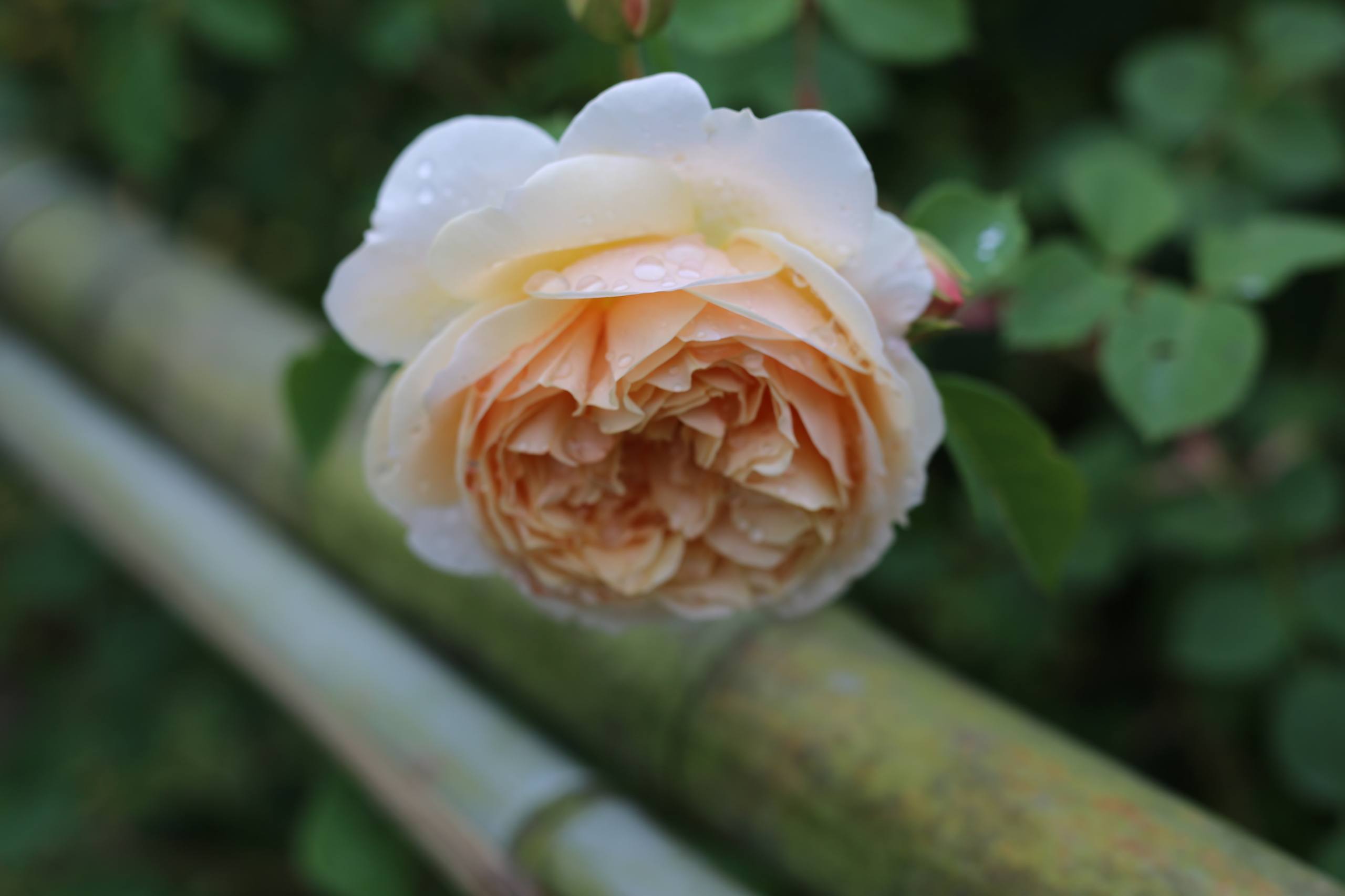 花朵的手机壁纸壁纸预览