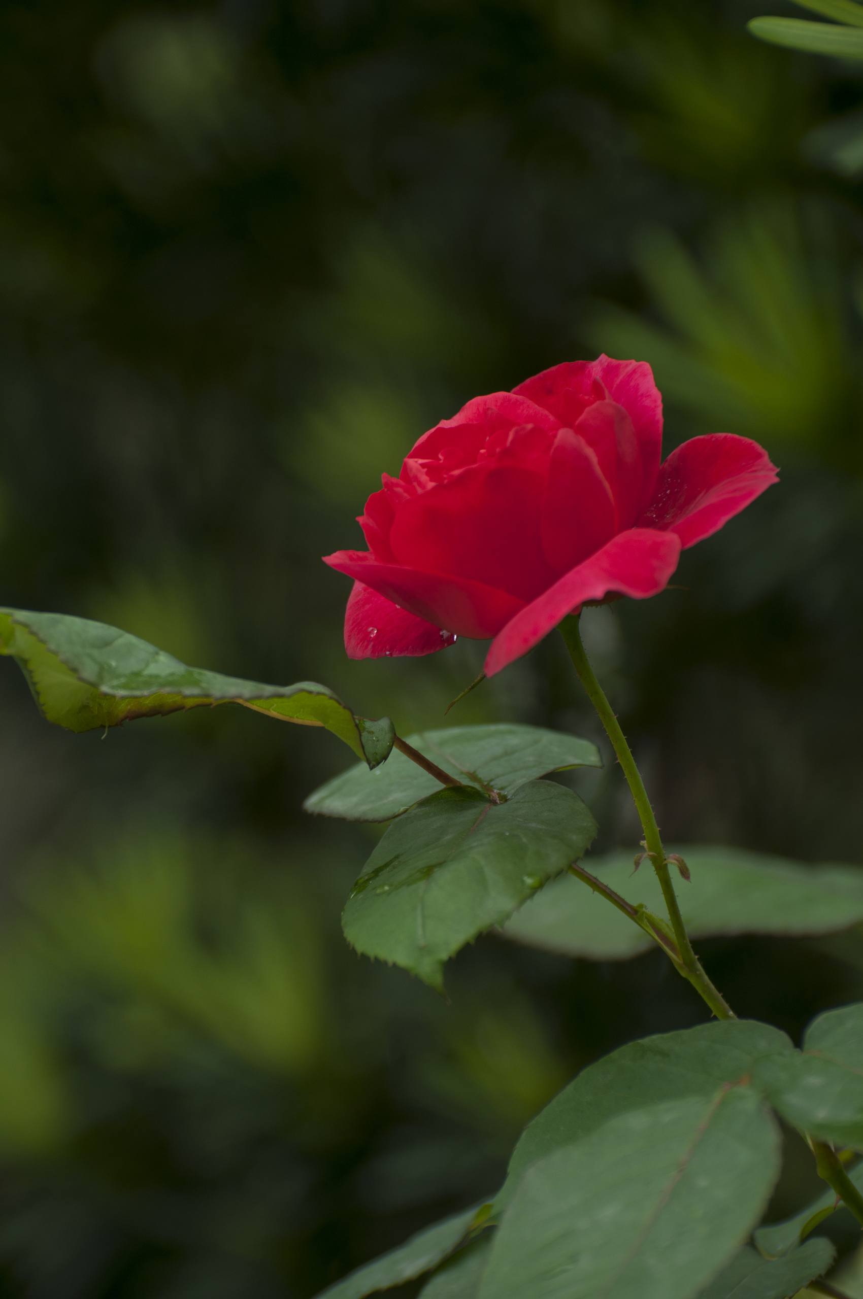 花朵的油画壁纸紫色壁纸预览