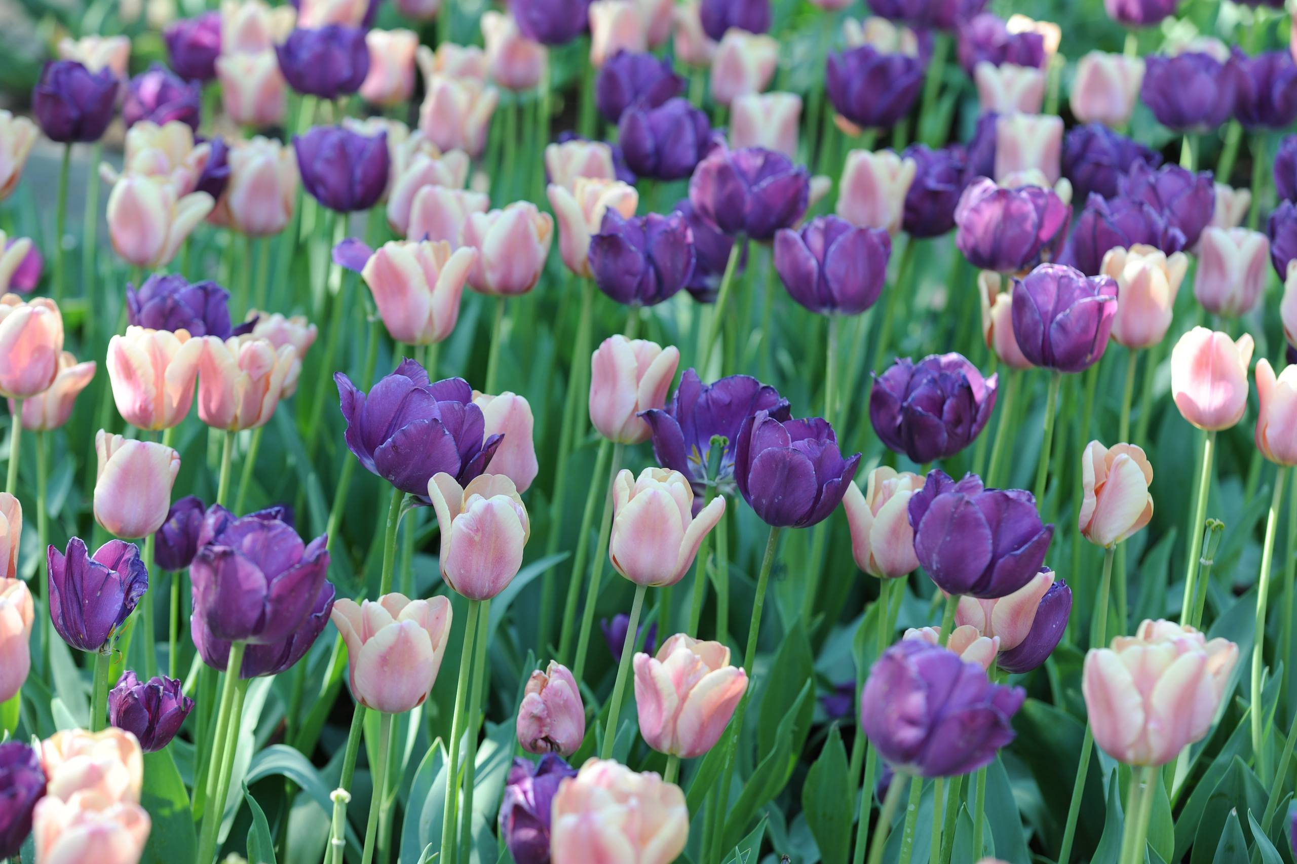 花朵素材稀有蓝色壁纸壁纸预览