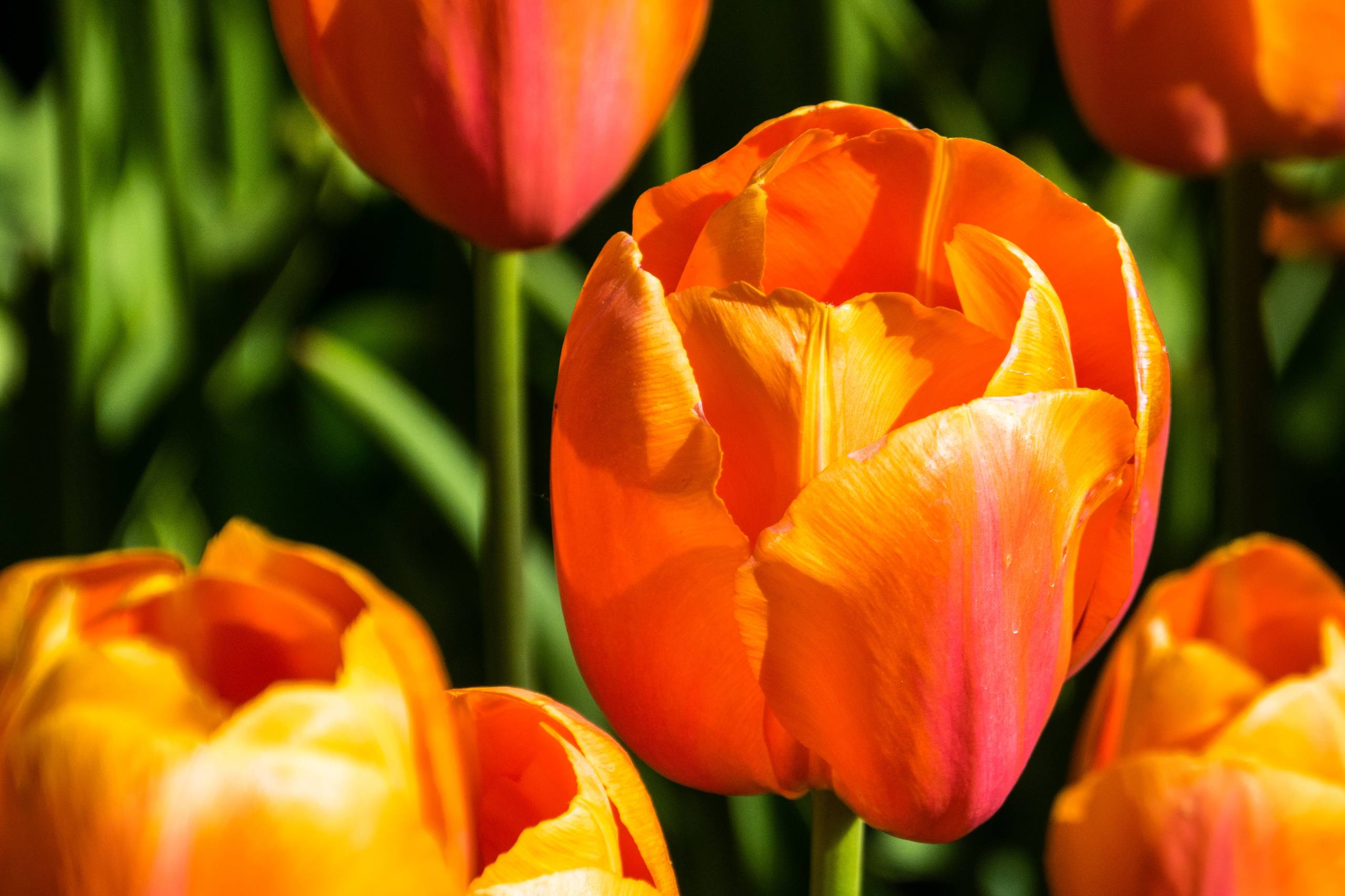 花朵素材高清壁纸手机版壁纸预览