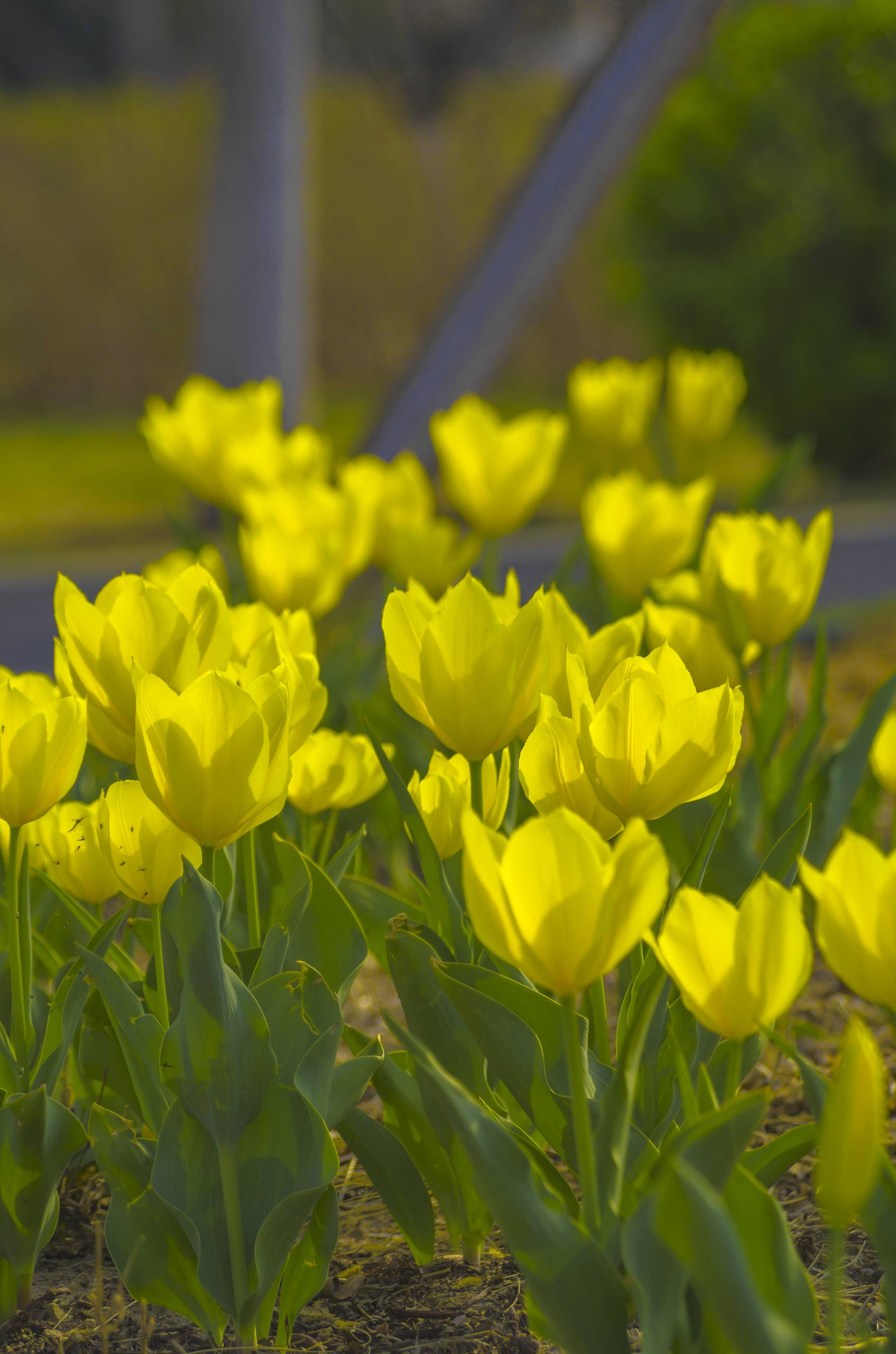 花朵绘画壁纸手机可爱版壁纸预览