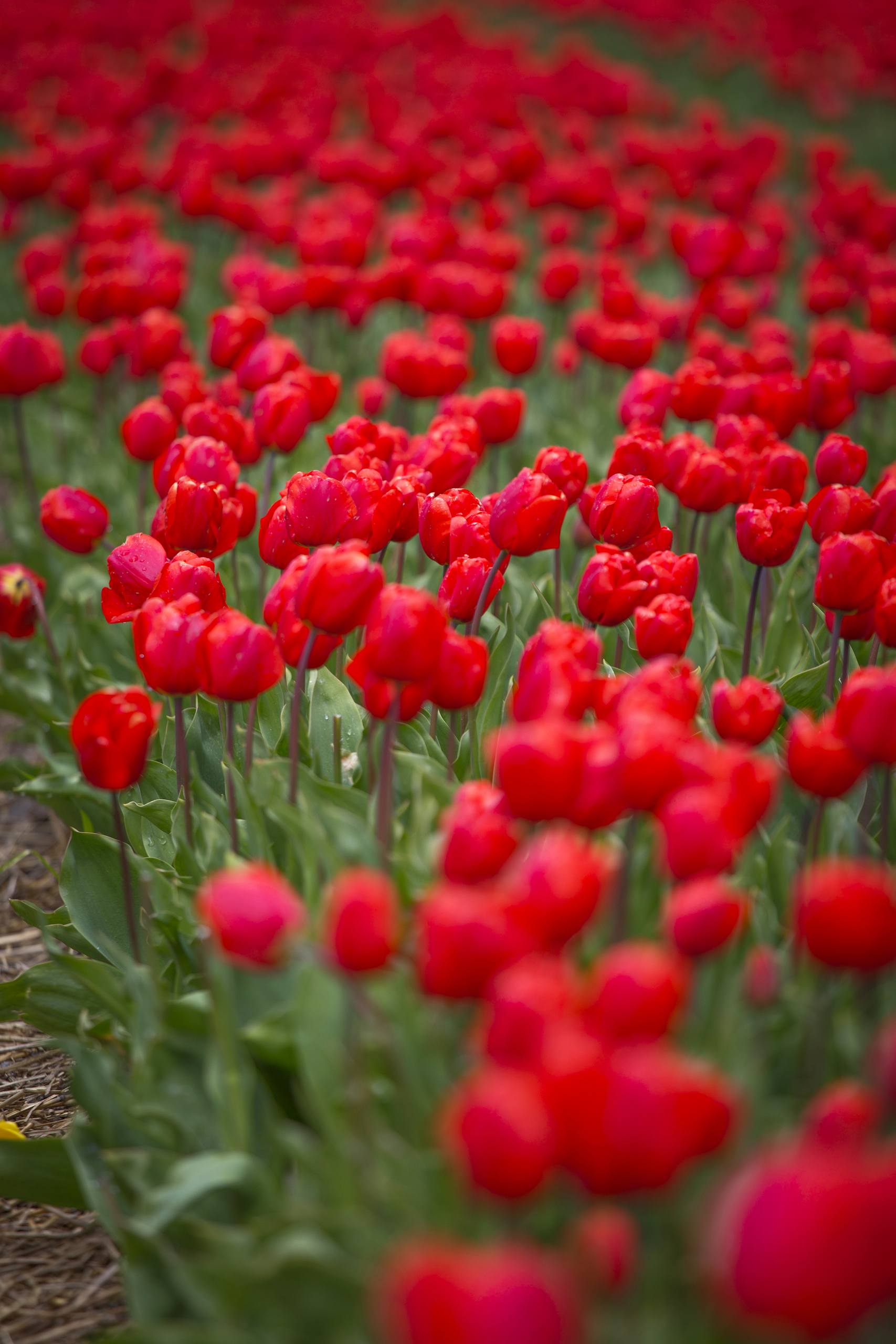 花朵背景图动漫壁纸高清壁纸预览