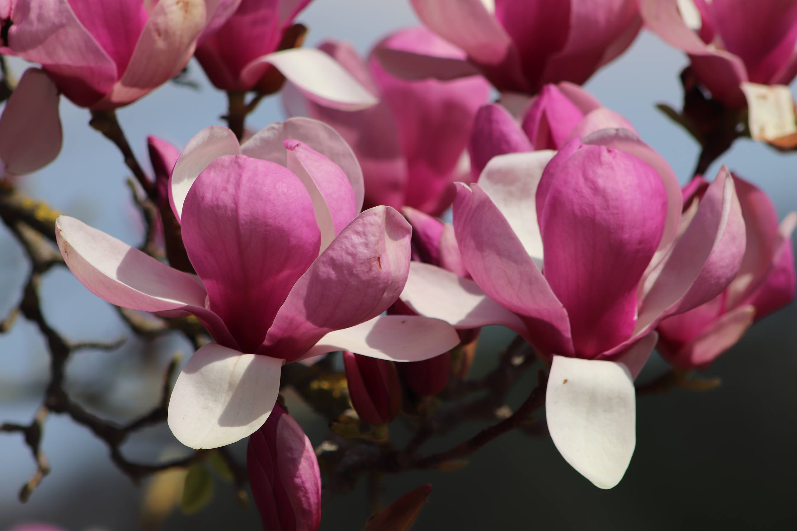 花朵阳光壁纸全屏可爱壁纸预览