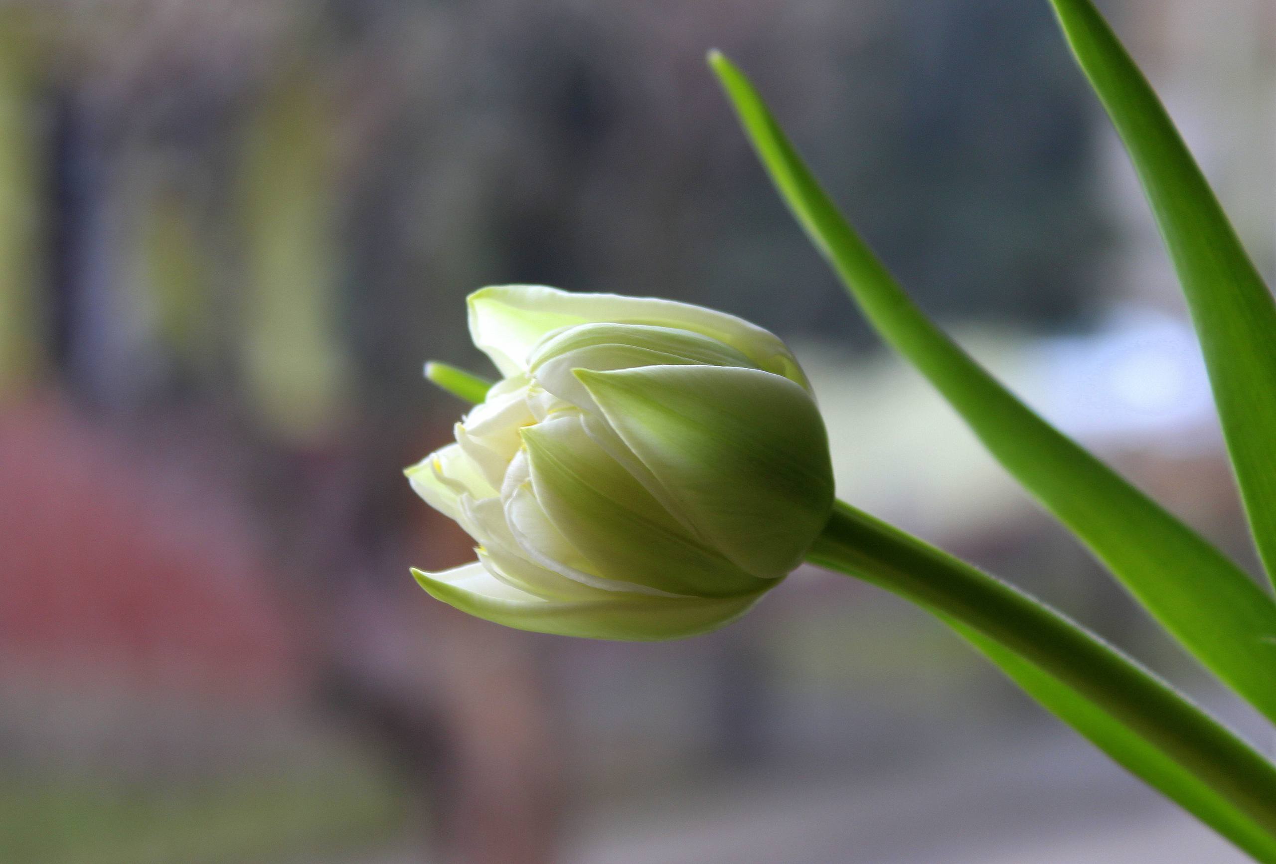 花朵高清壁纸一枝花图片壁纸预览