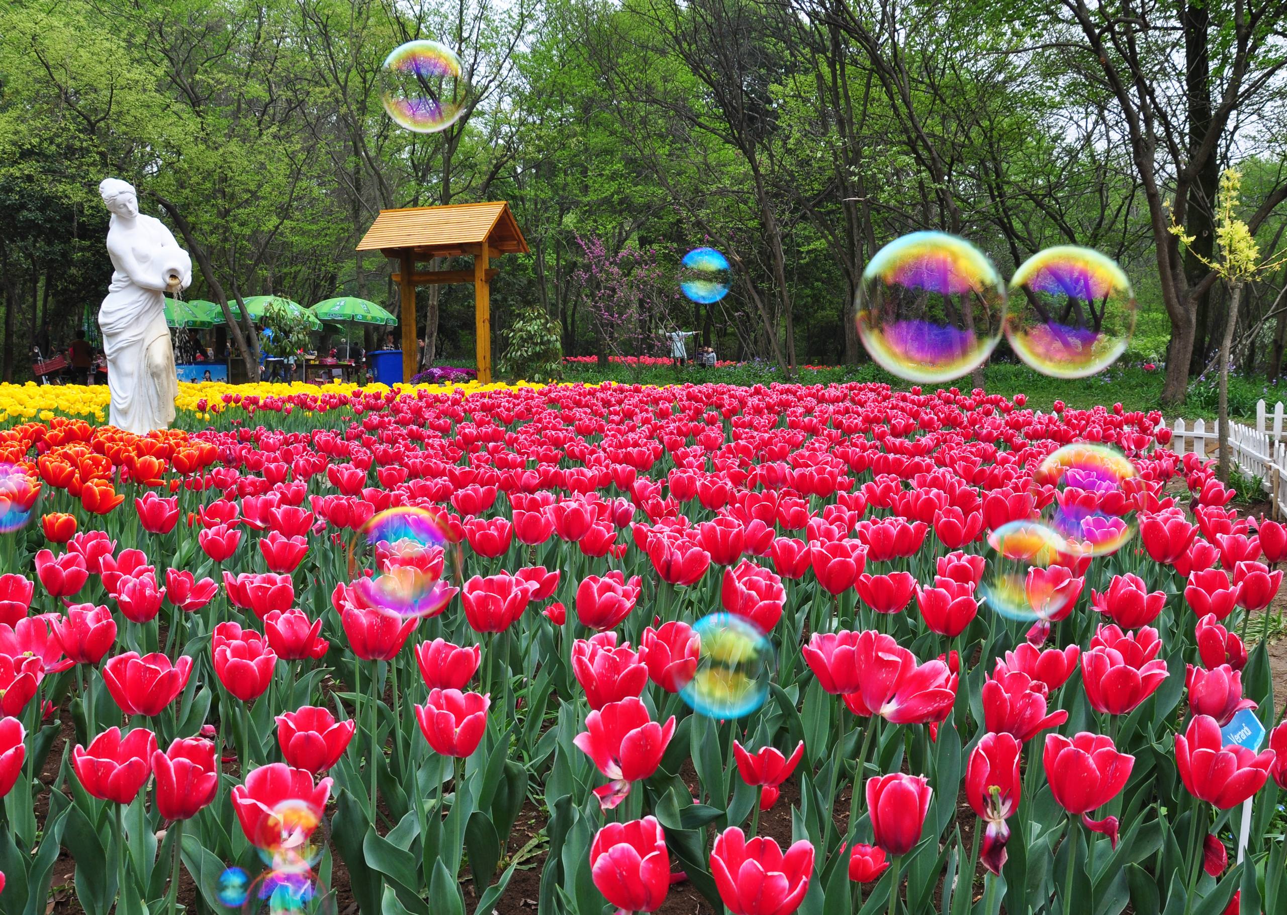 花朵高清壁纸带文字壁纸预览