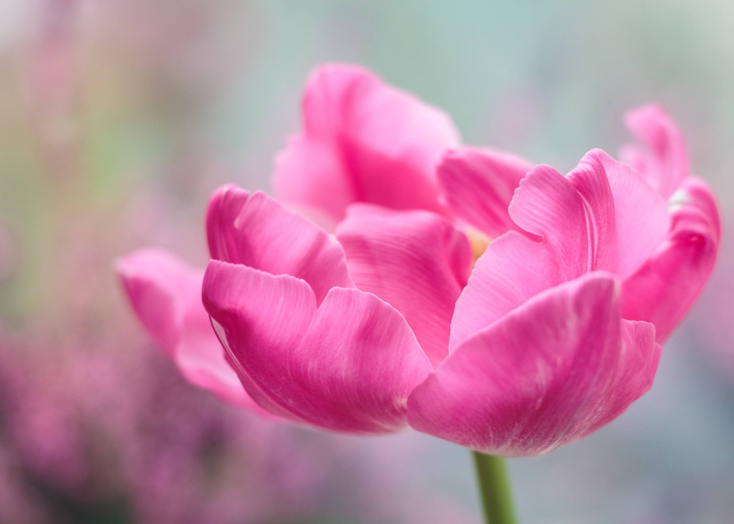 花朵黑色背影壁纸高清壁纸预览
