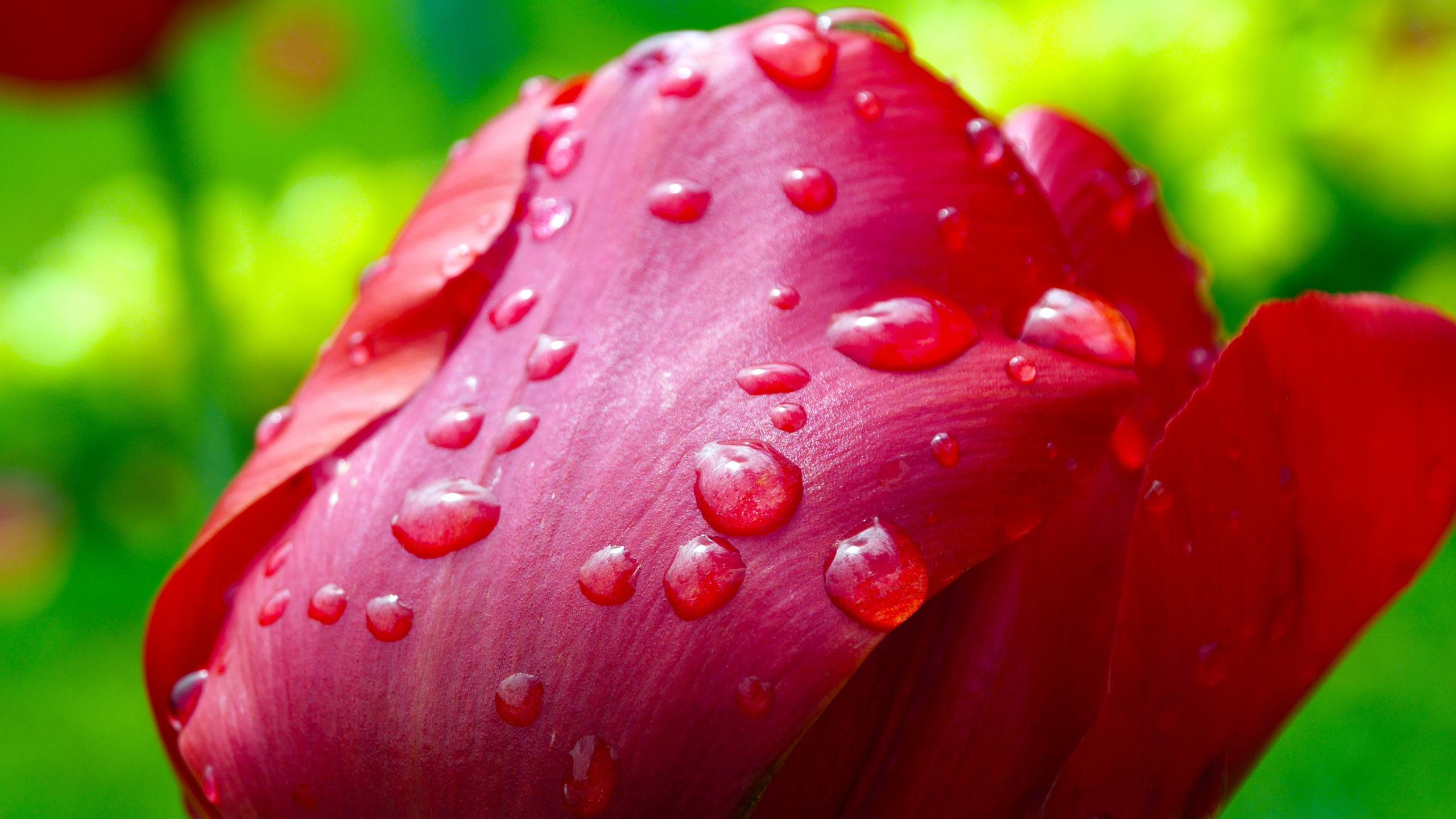 苹果15油画花朵壁纸壁纸预览