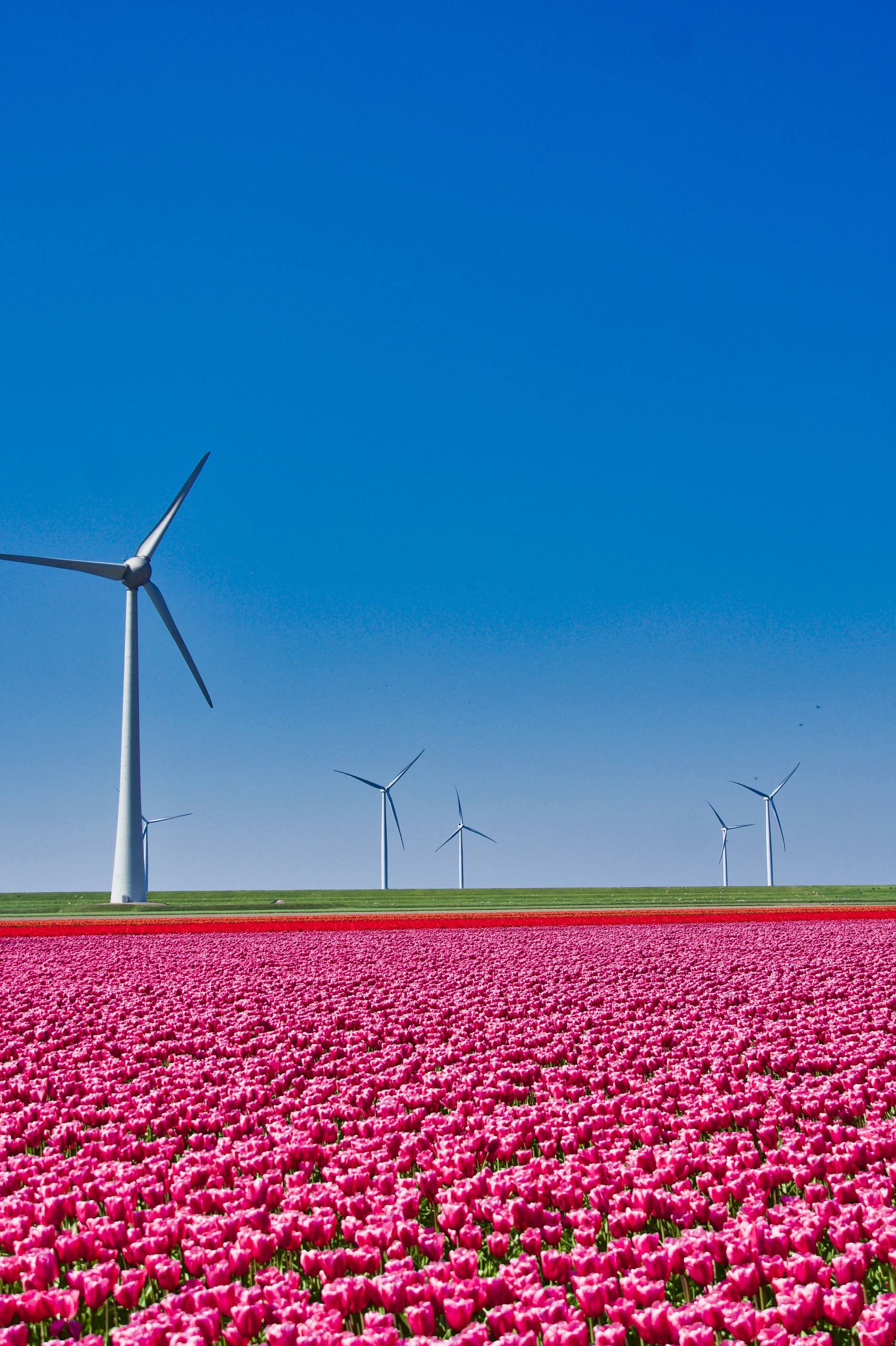 苹果花朵高清全屏壁纸壁纸预览