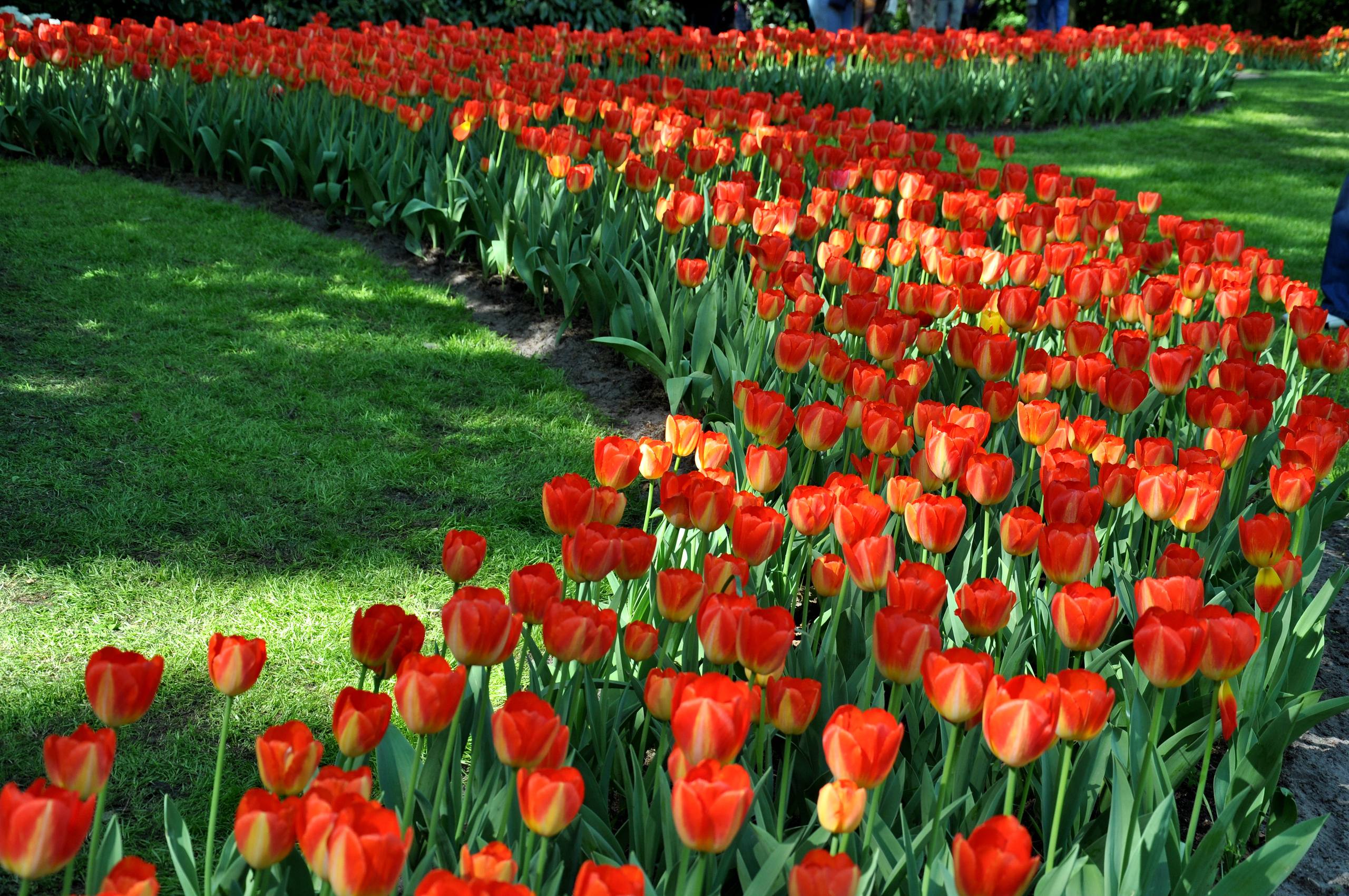 草地拍照花朵壁纸油画版壁纸预览