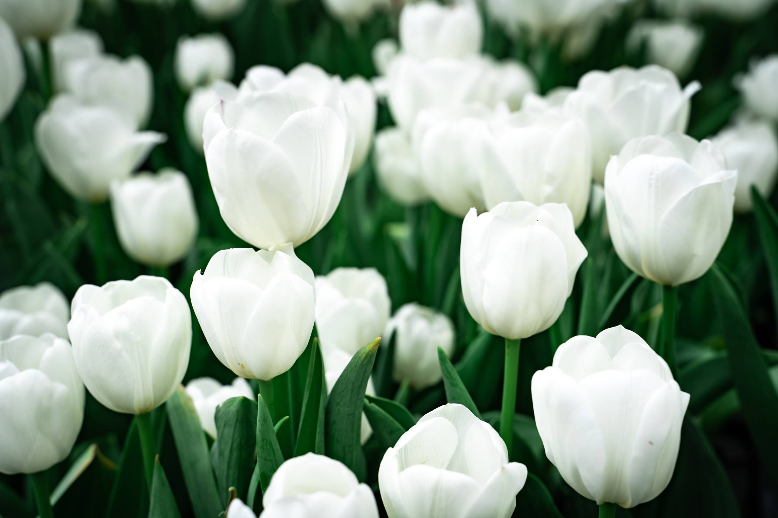 蛇与花朵壁纸油画壁纸预览