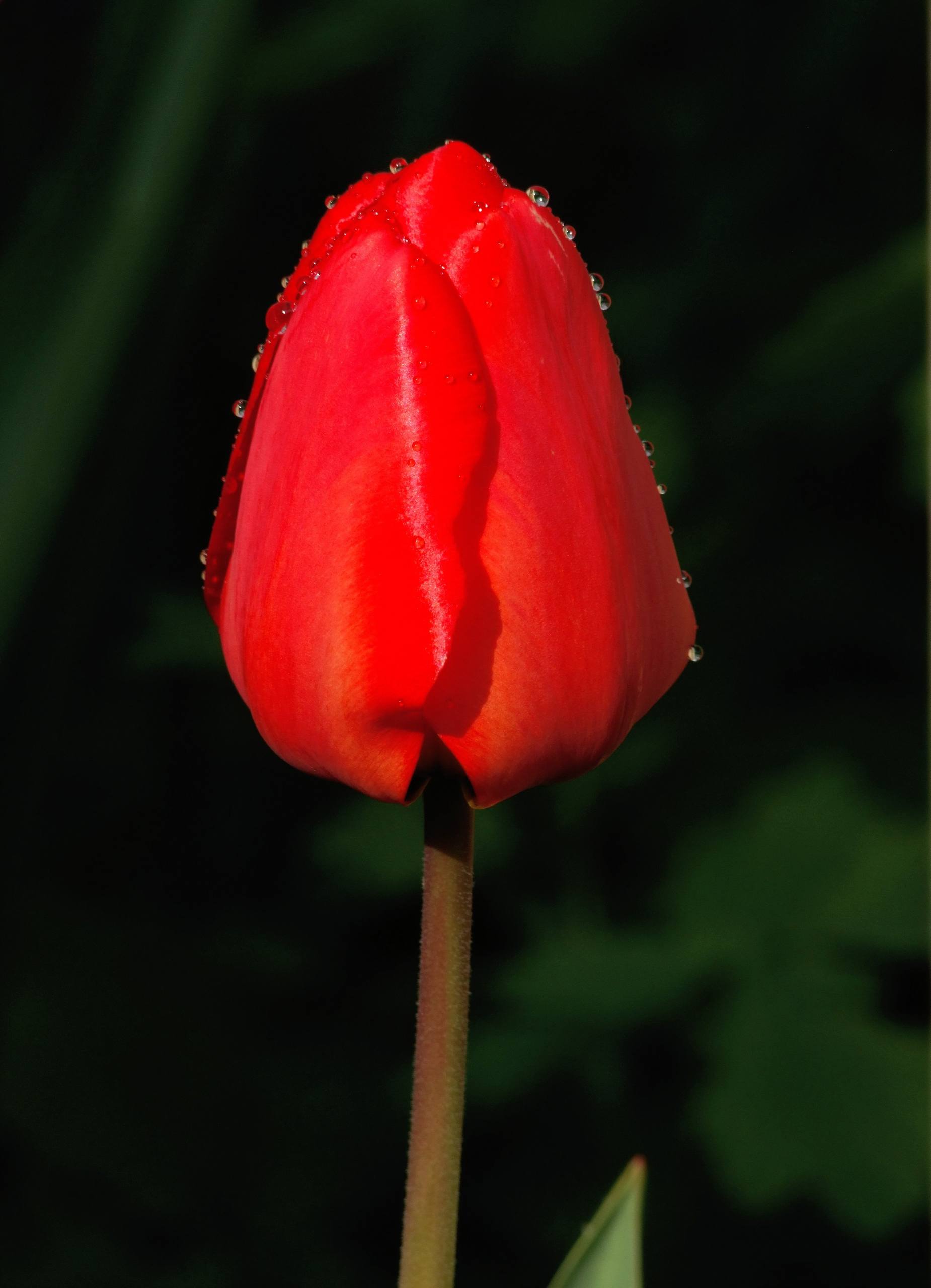 蝴蝶花朵特效壁纸壁纸预览