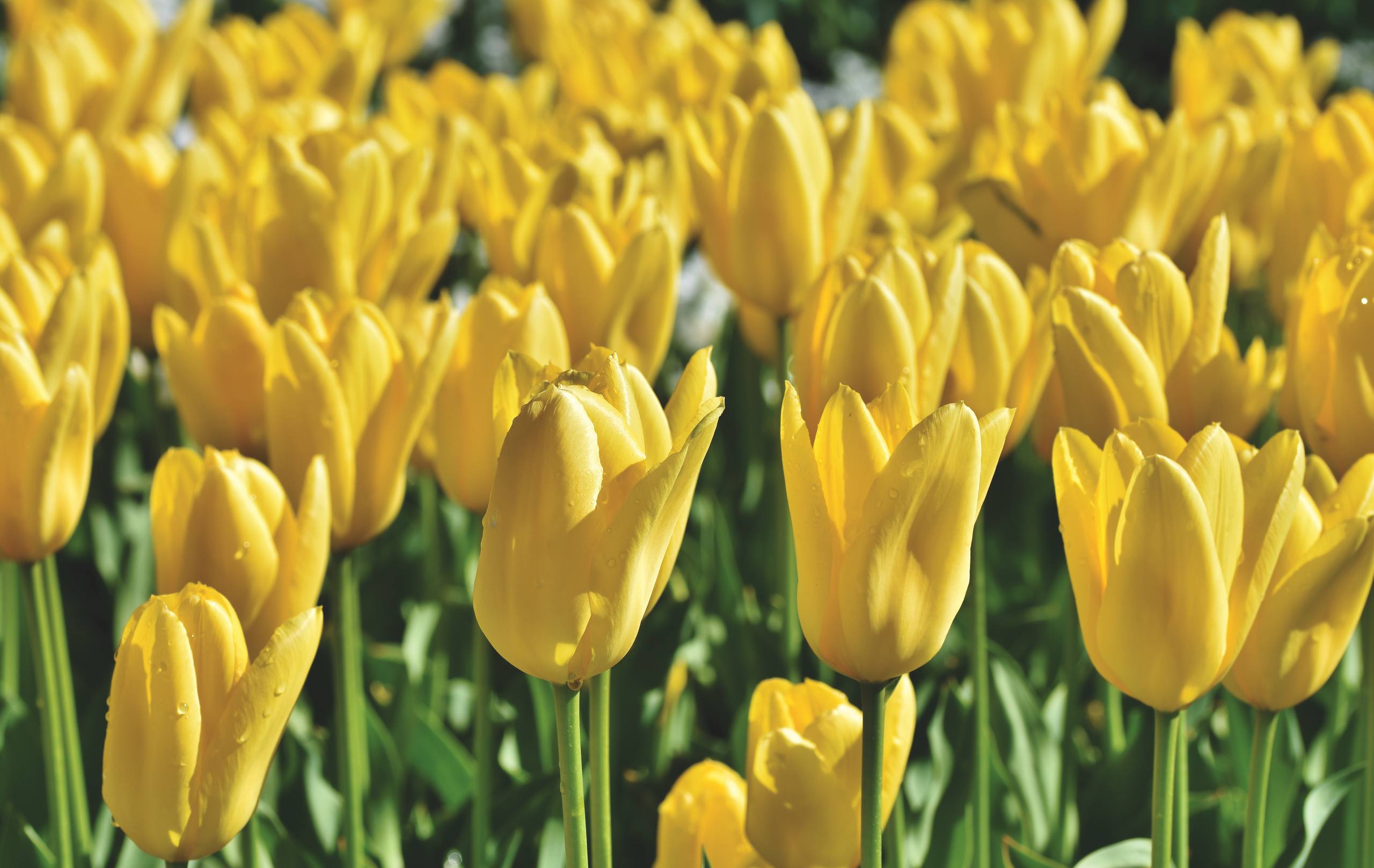 超多花朵壁纸图片唯美壁纸预览