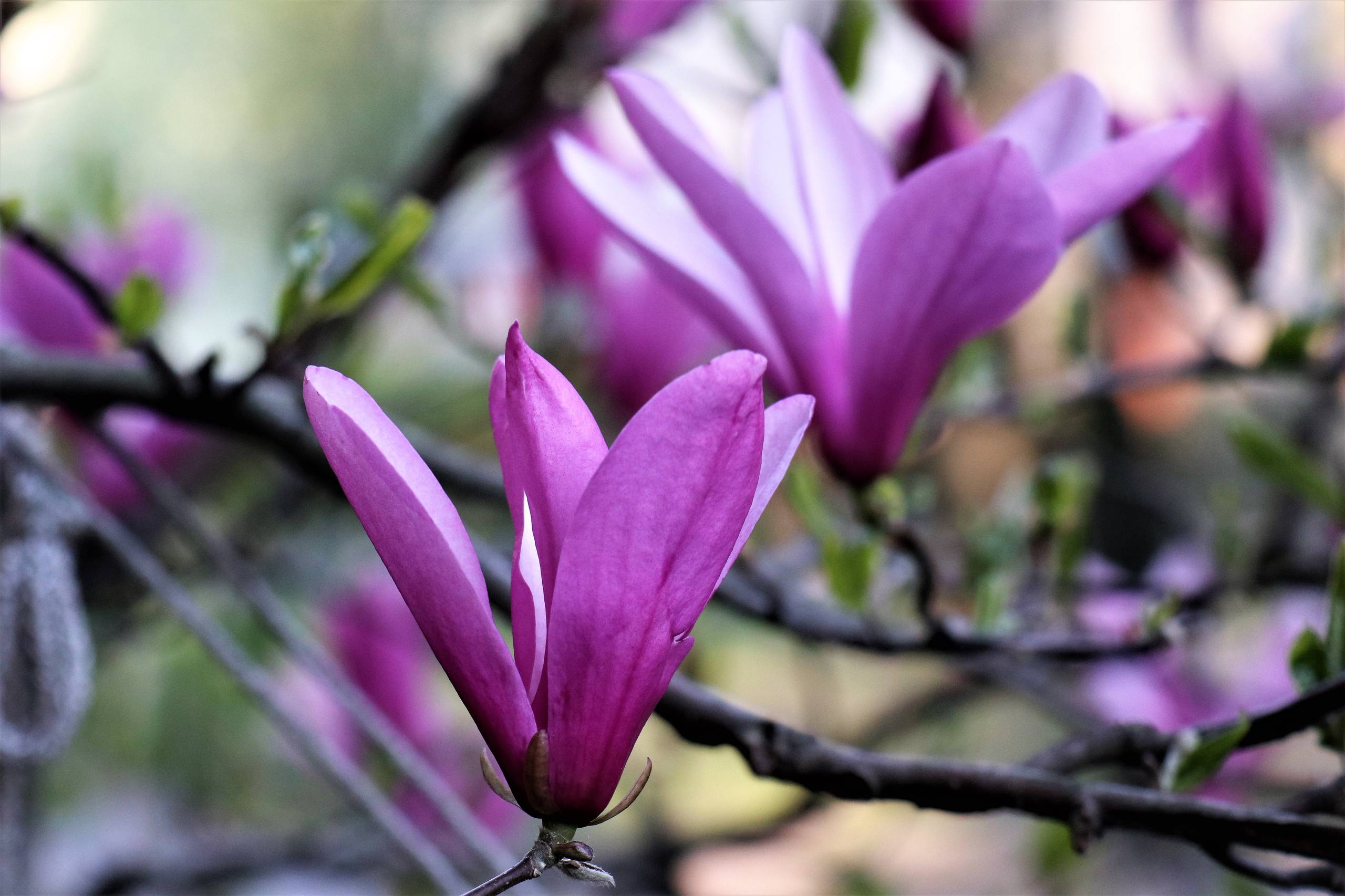 超级梦幻的花朵手机壁纸壁纸预览