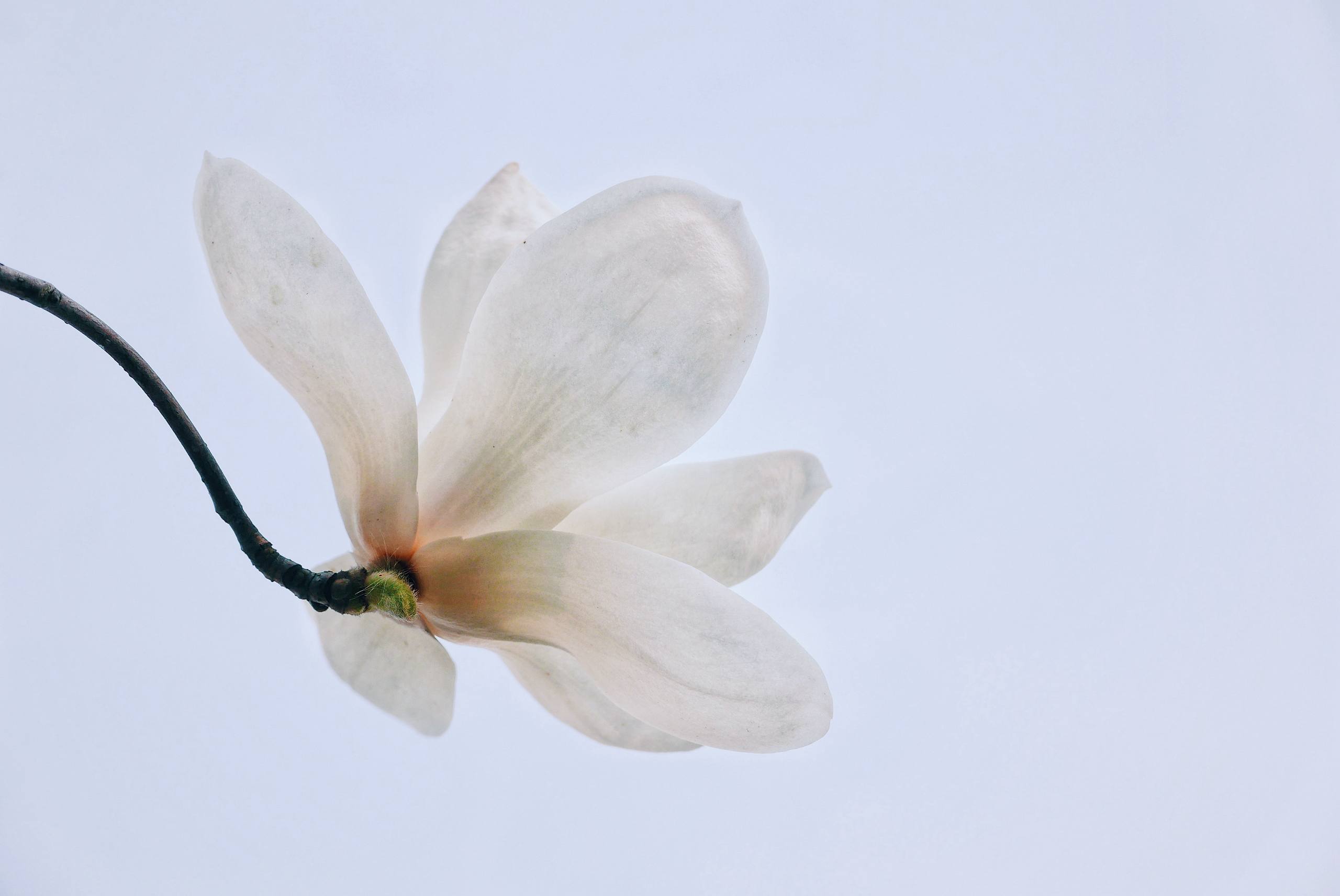 过年花朵壁纸壁纸预览