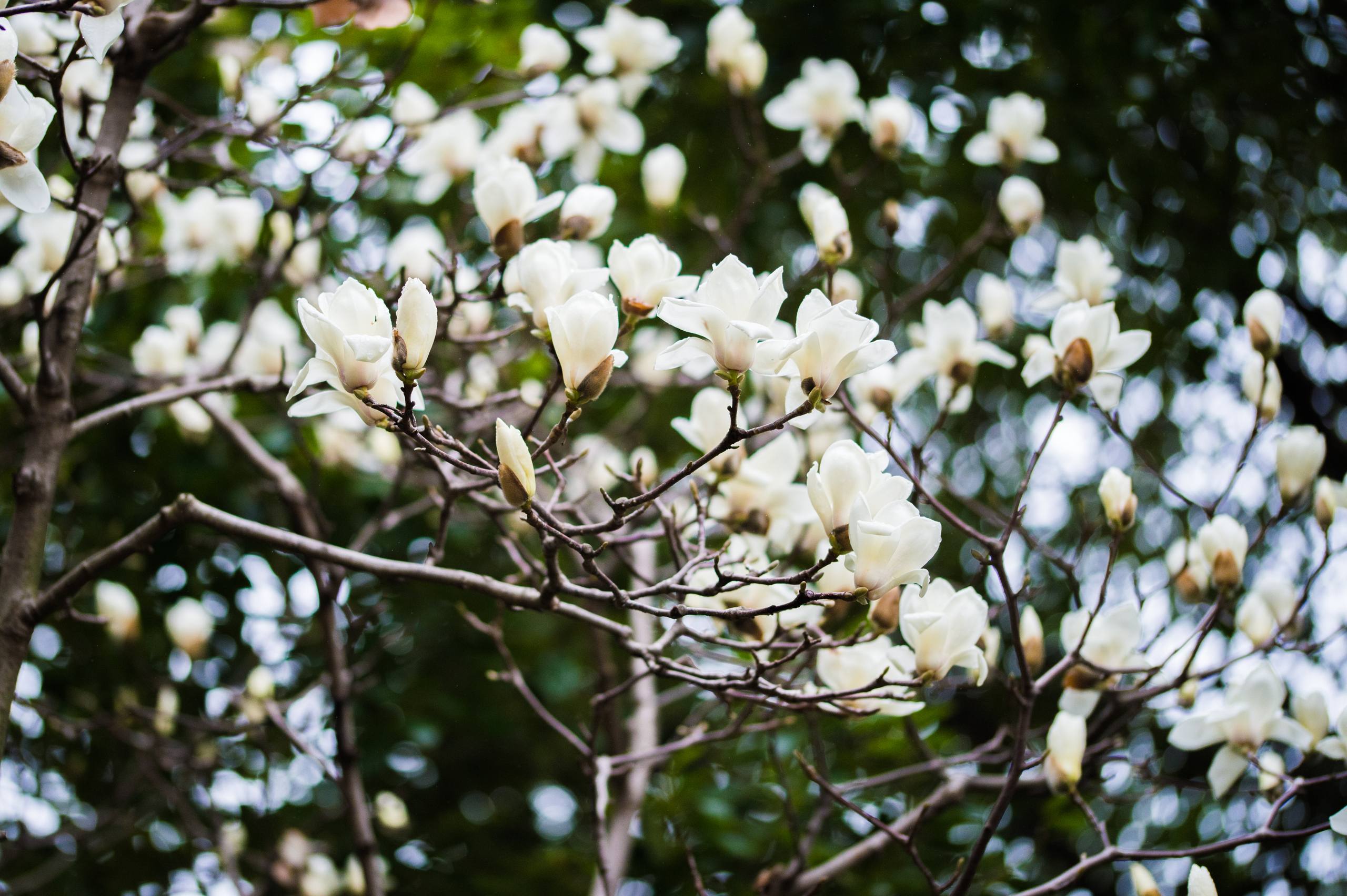 迪丽热巴花朵壁纸壁纸预览