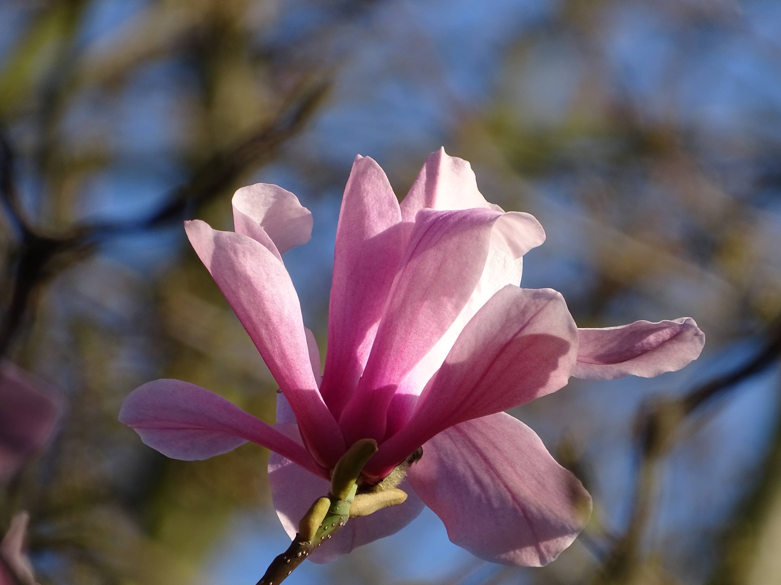 迪奥壁纸花朵壁纸预览