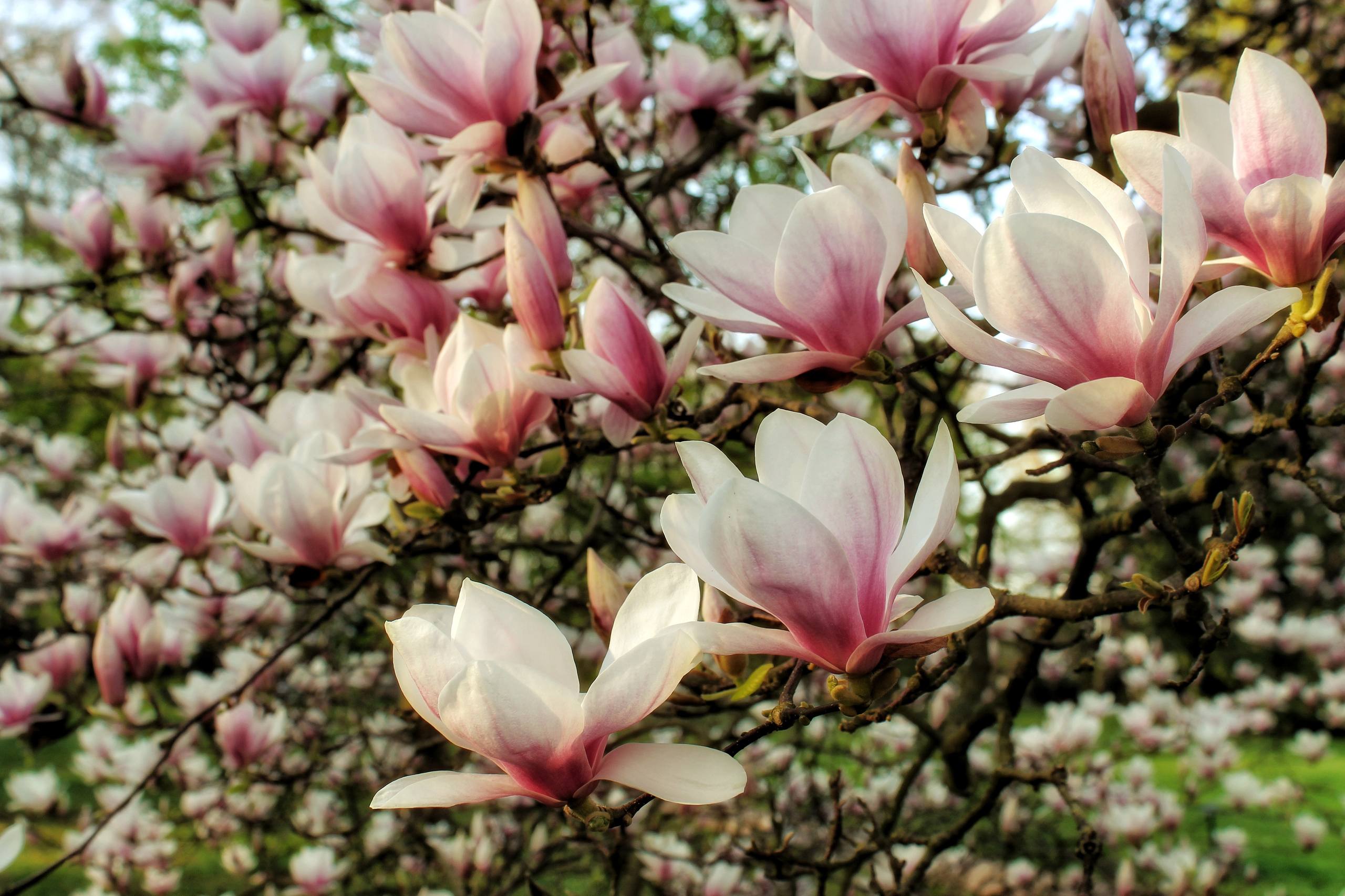 透明手机壁纸花朵动漫壁纸预览