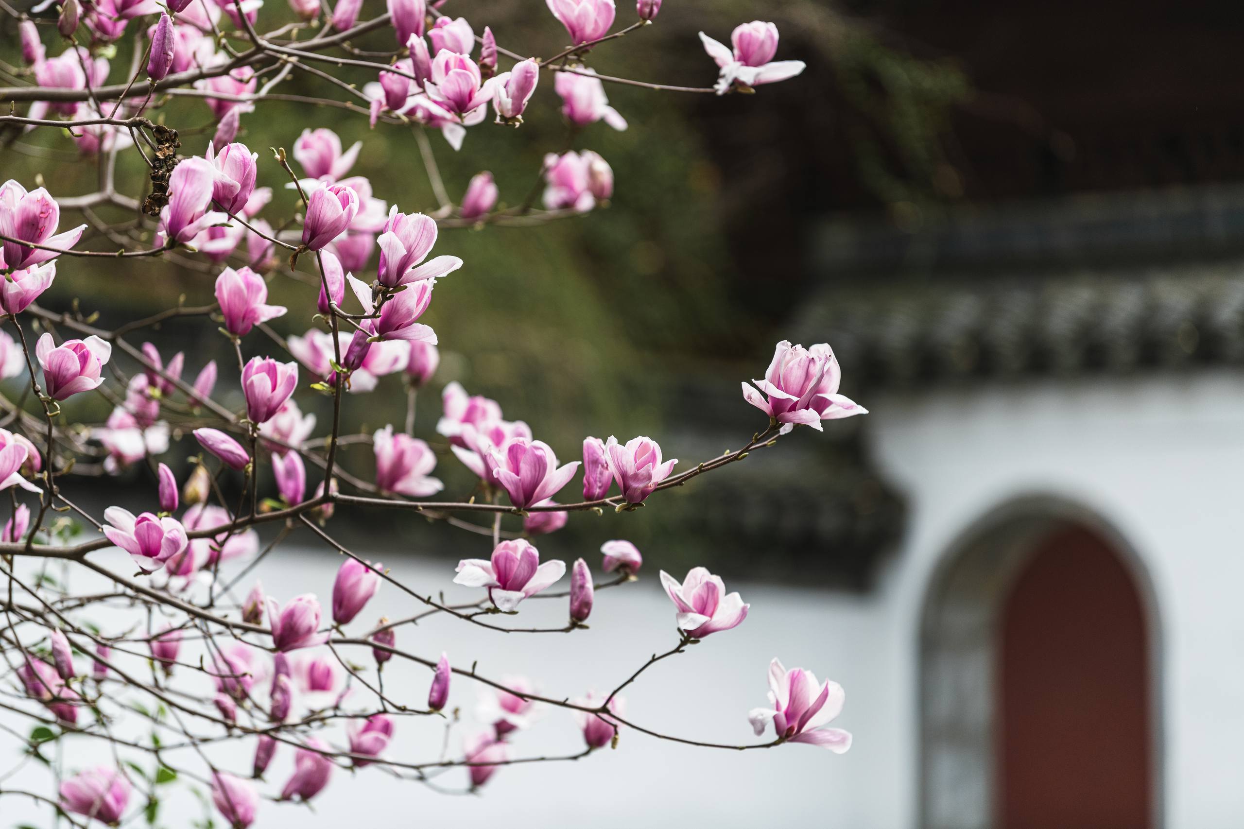 野外花朵壁纸壁纸预览