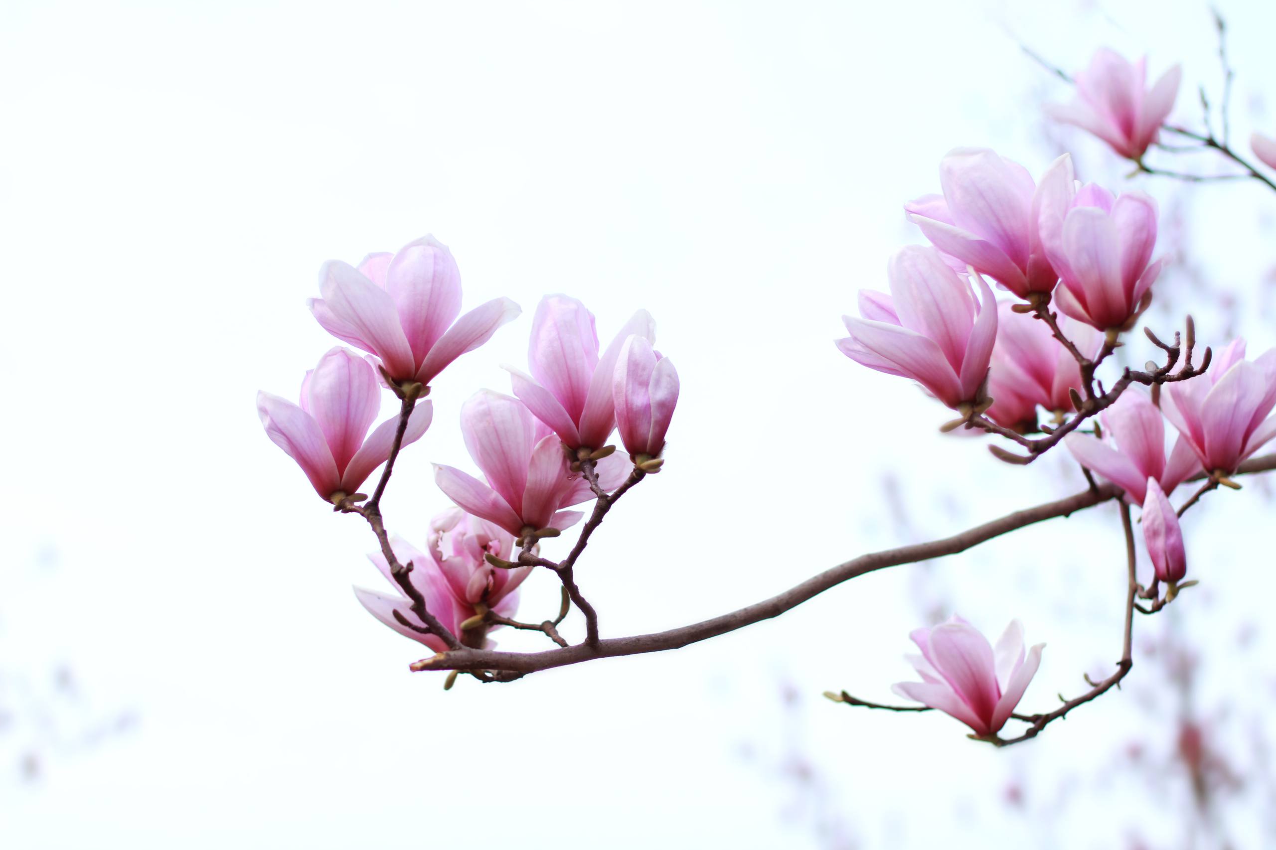 钩针花朵壁纸蓝色系列壁纸预览