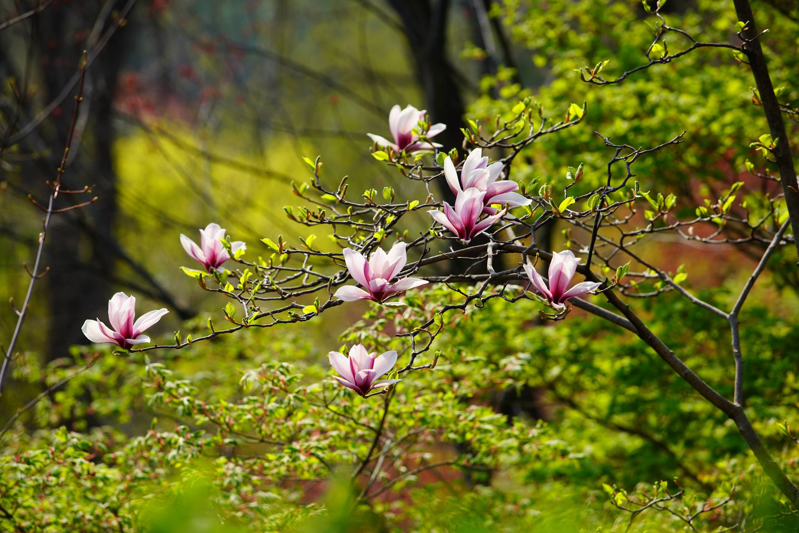 锁屏花朵壁纸壁纸预览