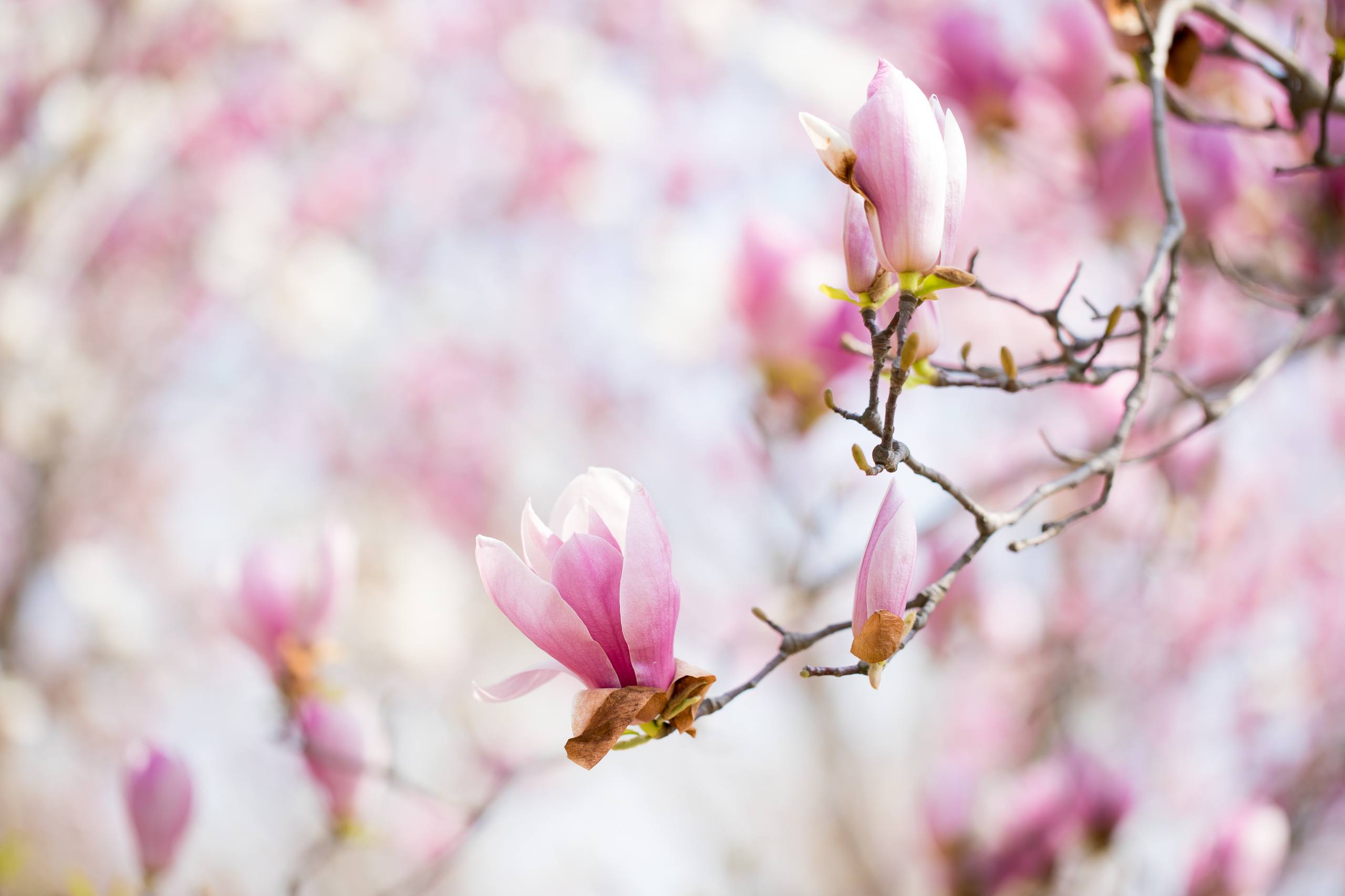 闺蜜花朵壁纸动漫版可爱壁纸预览