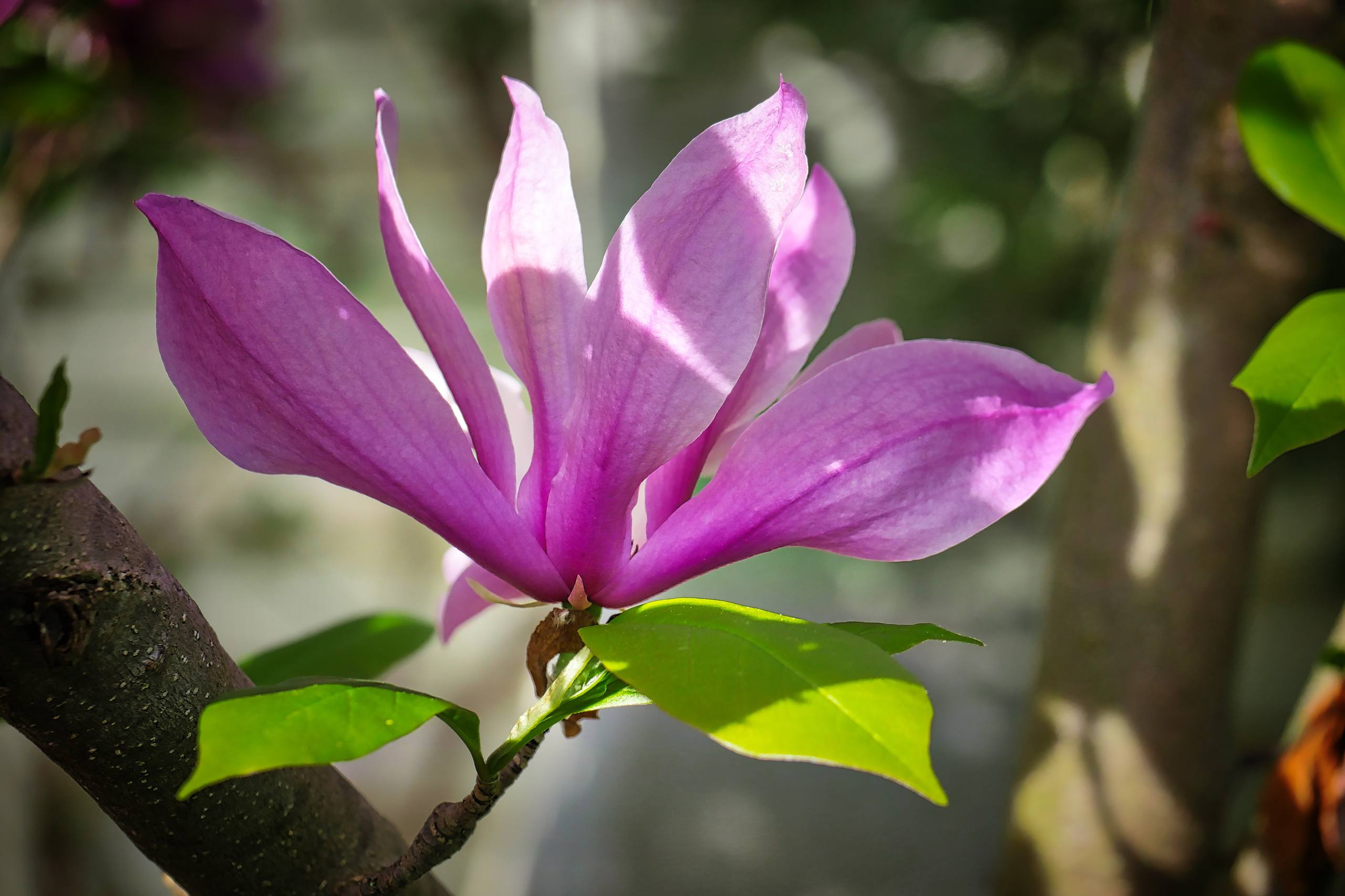 阳光下的花朵油画壁纸壁纸预览