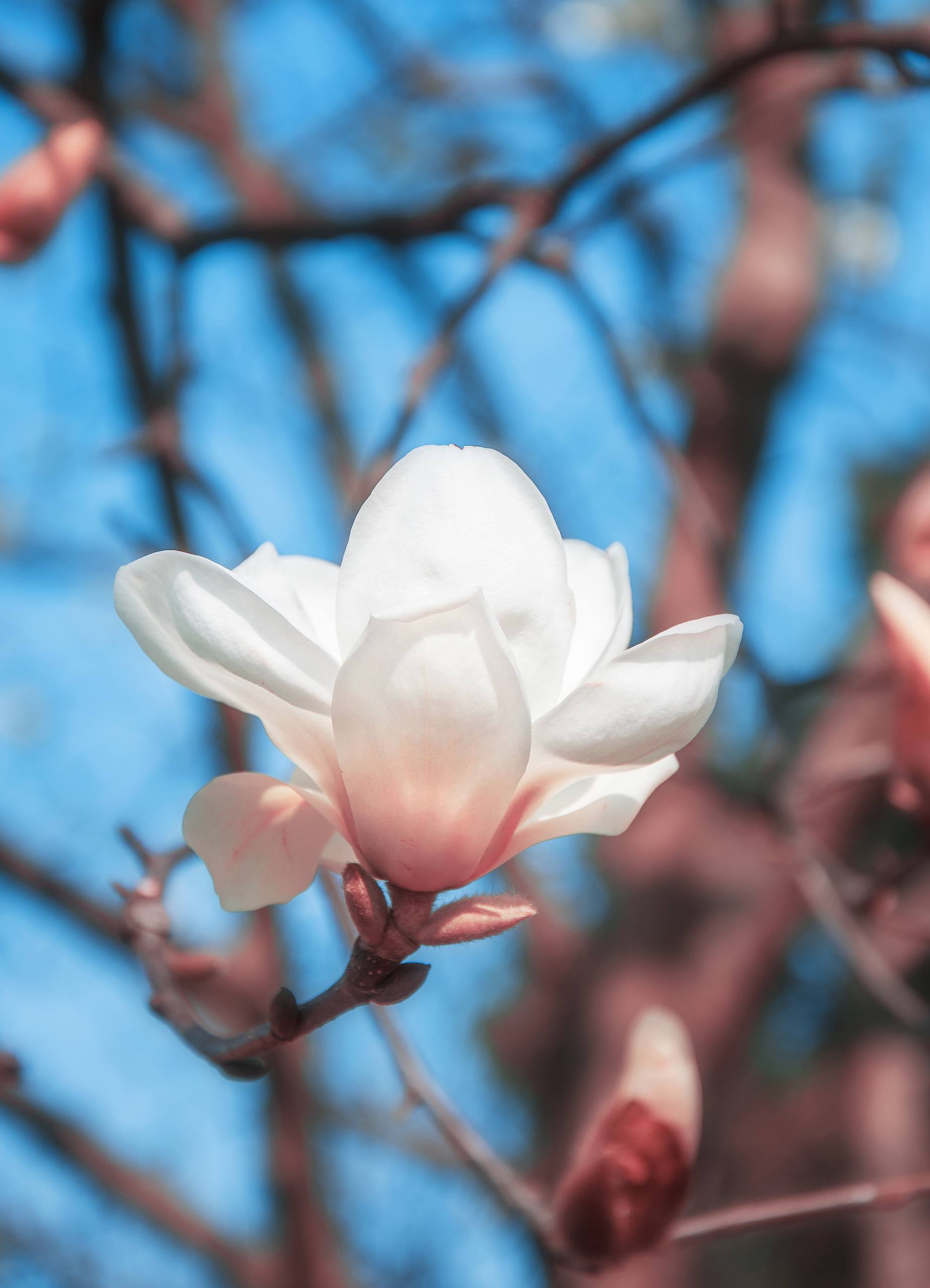 陈鹤一壁纸花朵壁纸预览