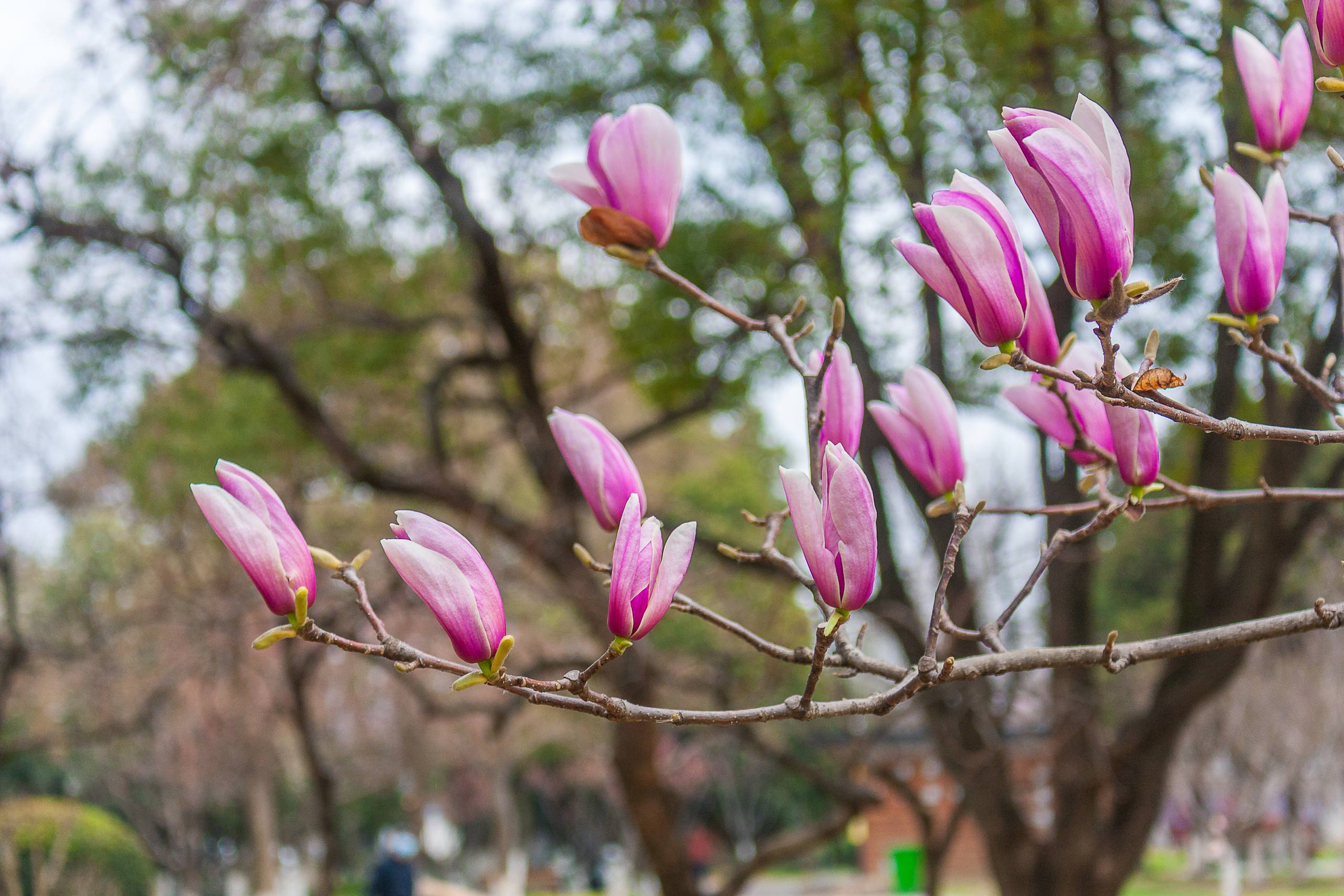 顶级黑白花朵手机壁纸壁纸预览