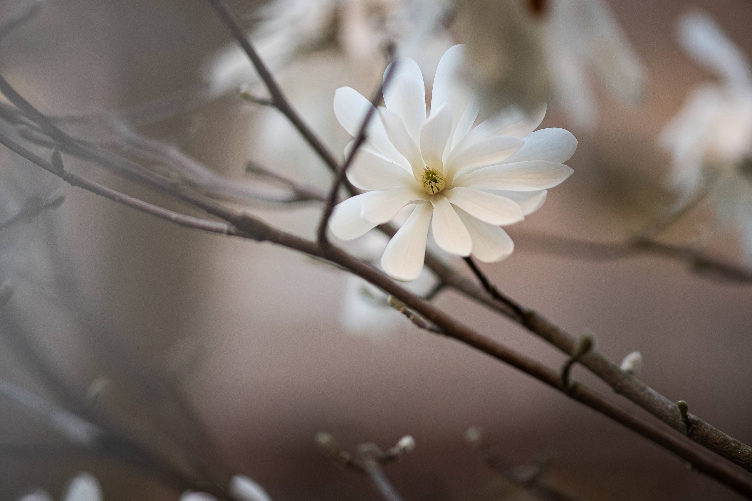 风景加花朵手机壁纸壁纸预览