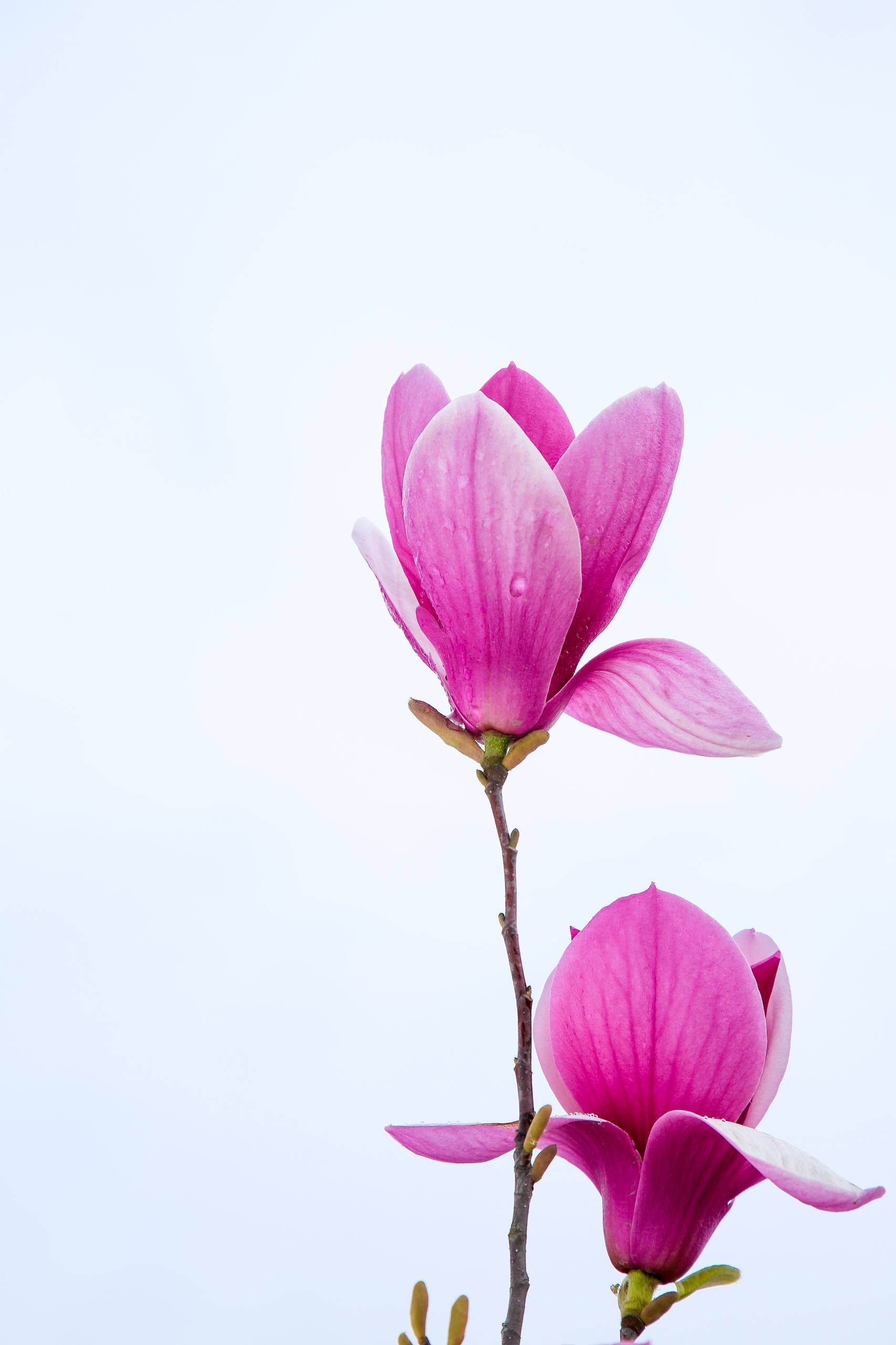 高清壁纸花朵可下载安装壁纸预览