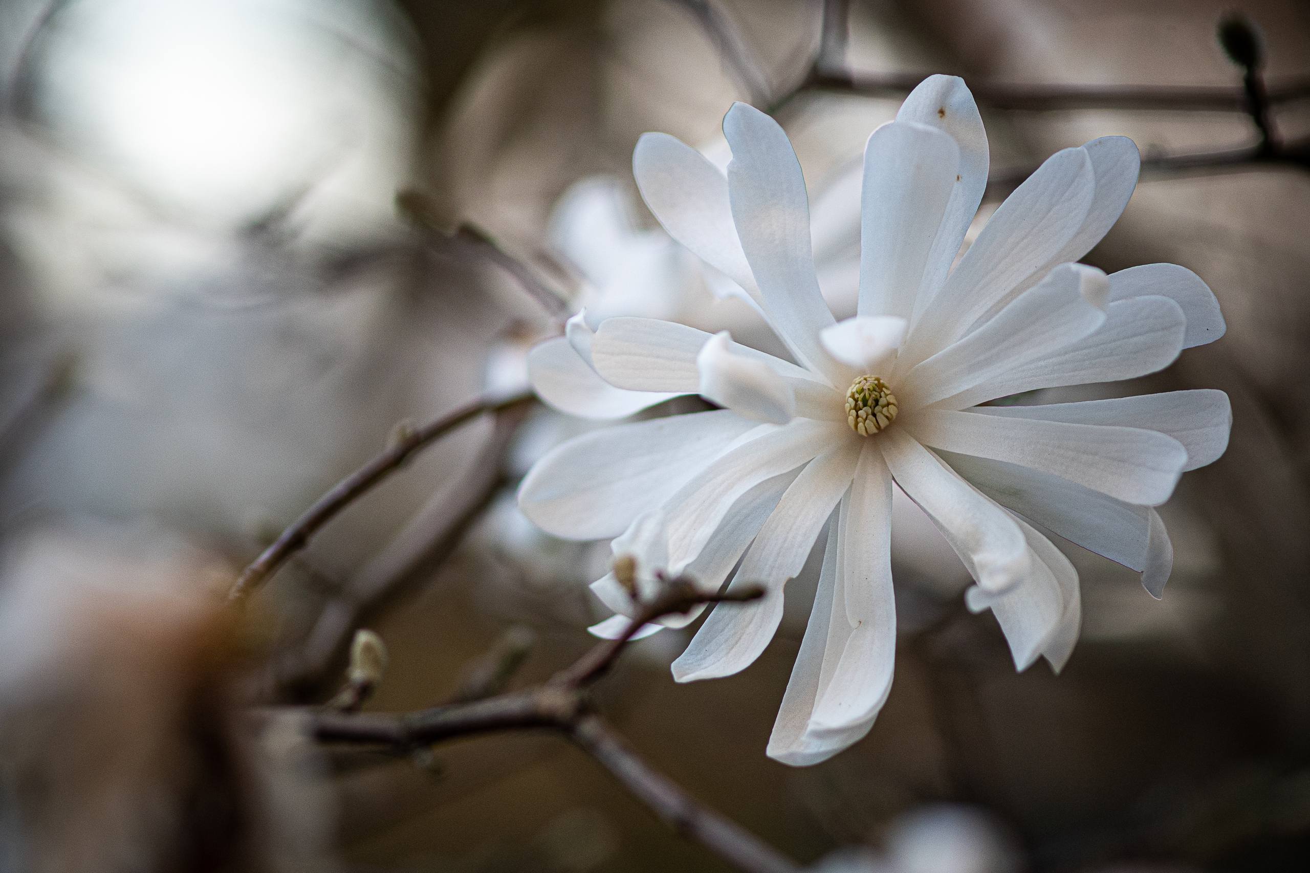 高清壁纸苹果手表花朵壁纸预览