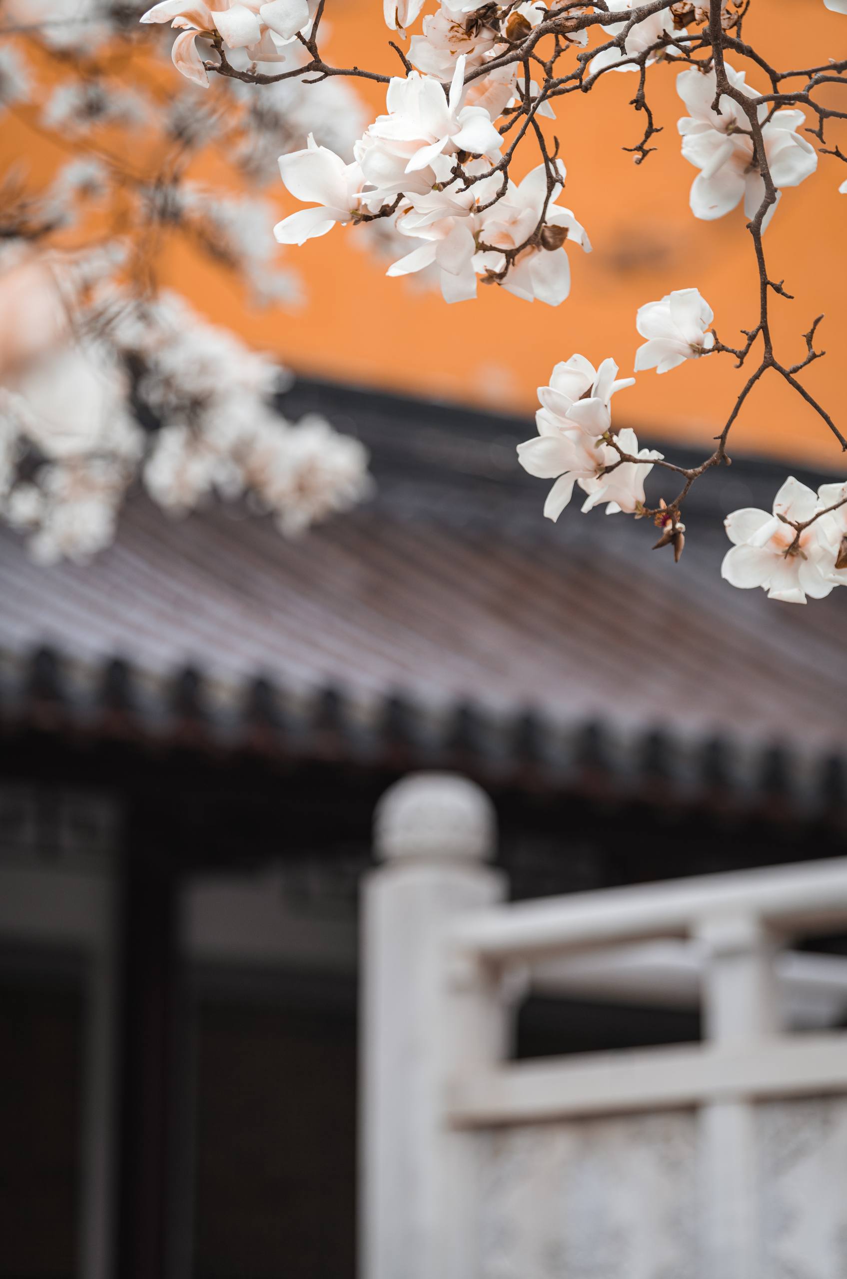 高清晰花朵壁纸壁纸预览