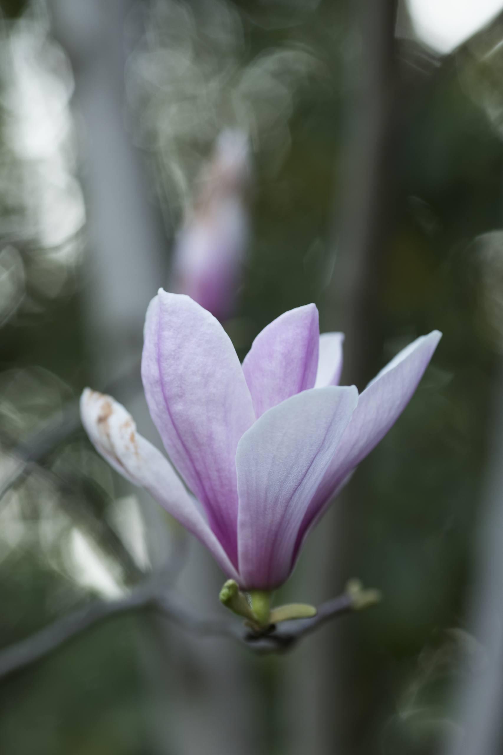 高清花朵动态壁纸下载壁纸预览