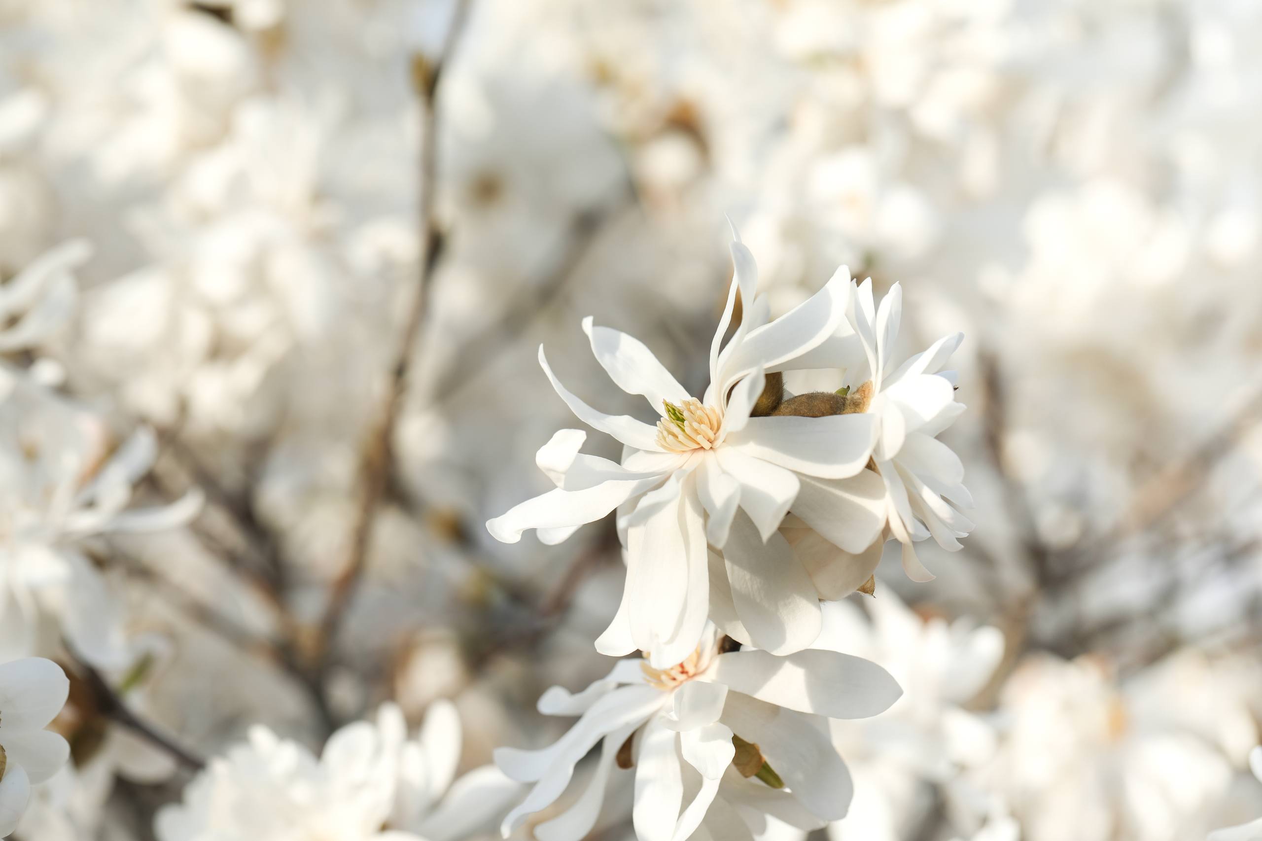 高清花朵向日葵壁纸壁纸预览
