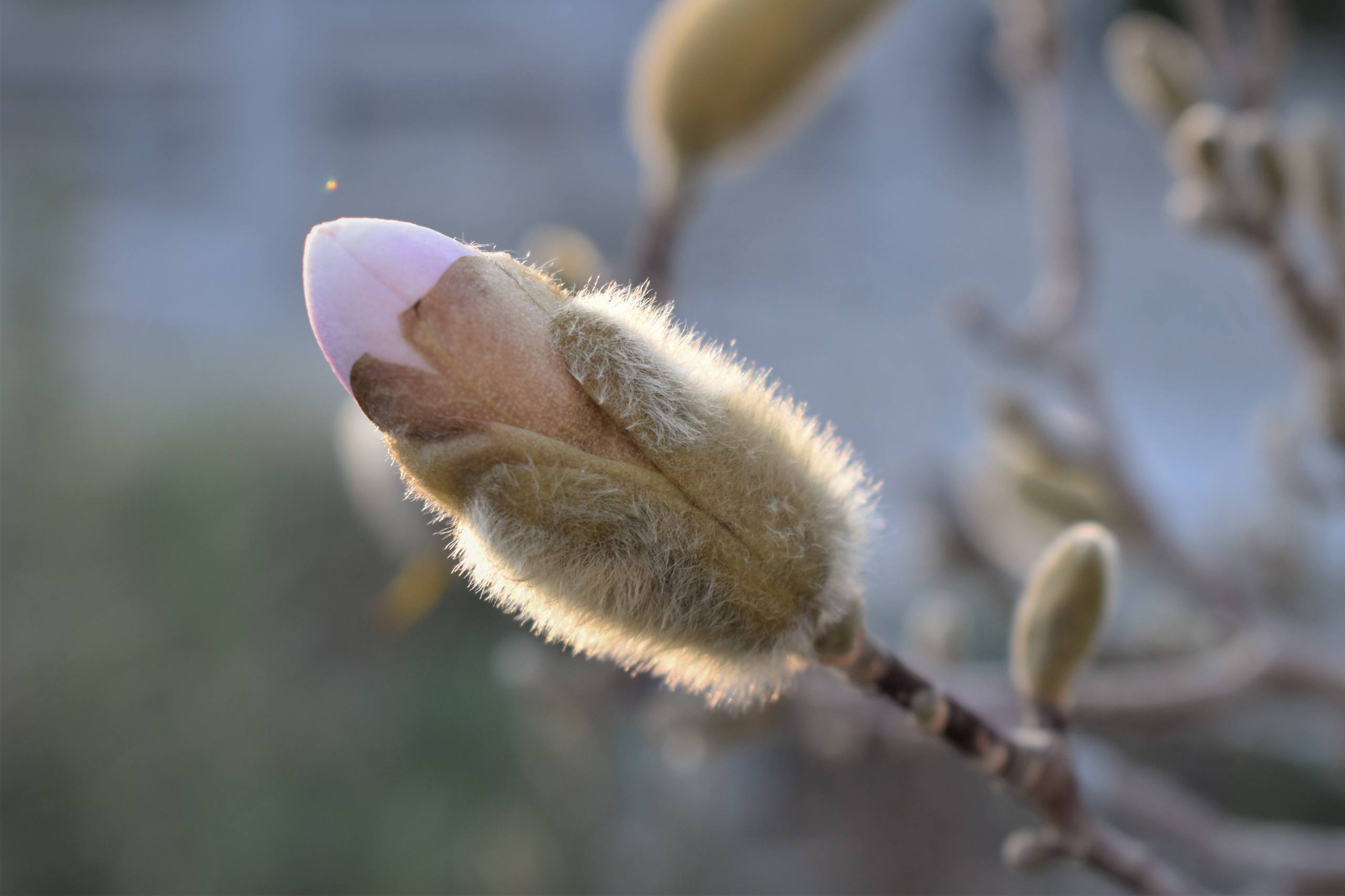 高清花朵手机壁纸红色壁纸预览